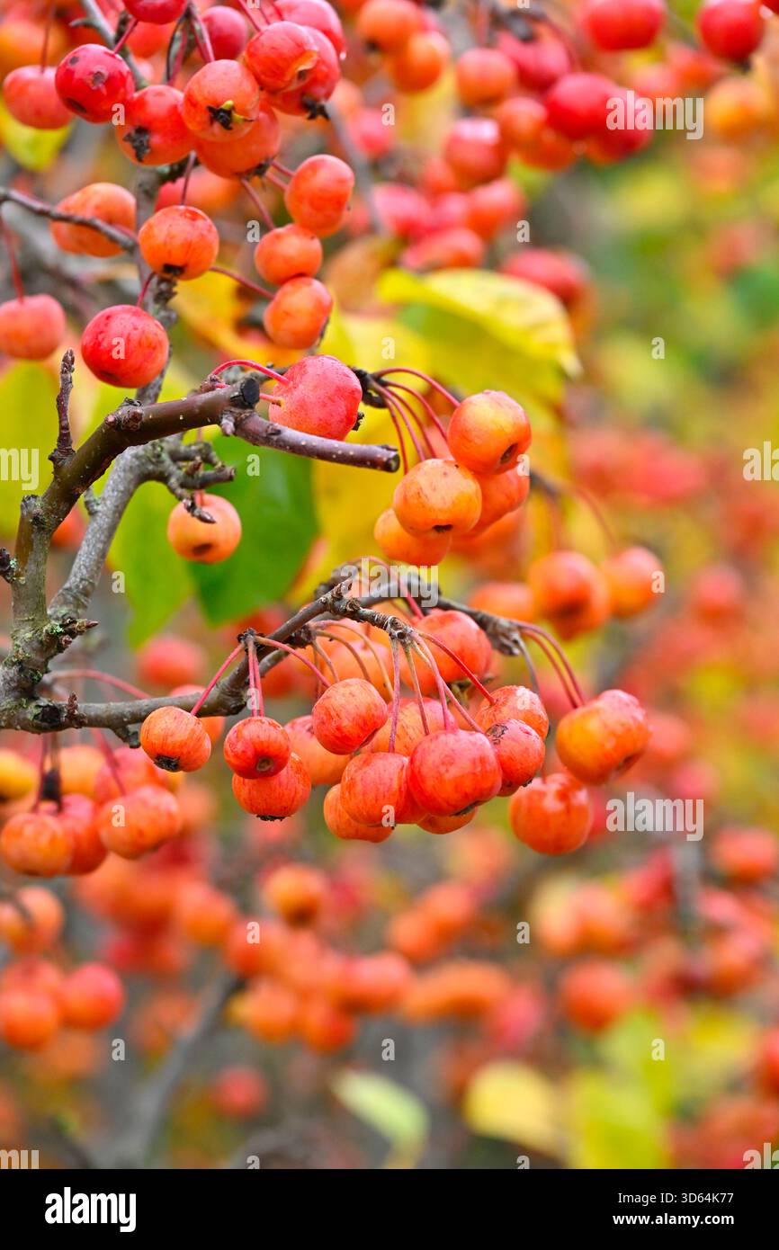 Leuchtend rot/orange Herbstfrucht von Malus oder Krabbenapfel 'Evereste' UK Garden November Stockfoto