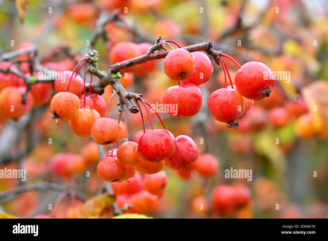 Leuchtend rot/orange Herbstfrucht von Malus oder Krabbenapfel 'Evereste' UK Garden November Stockfoto