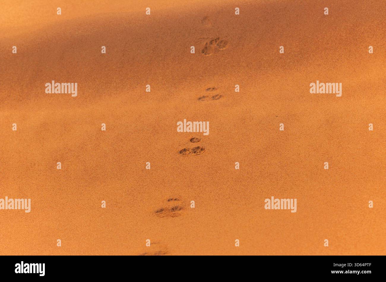 Fußabdrücke eines Fuchs auf den roten Dünen der Wüste nahe Dubai bei Sonnenaufgang Stockfoto