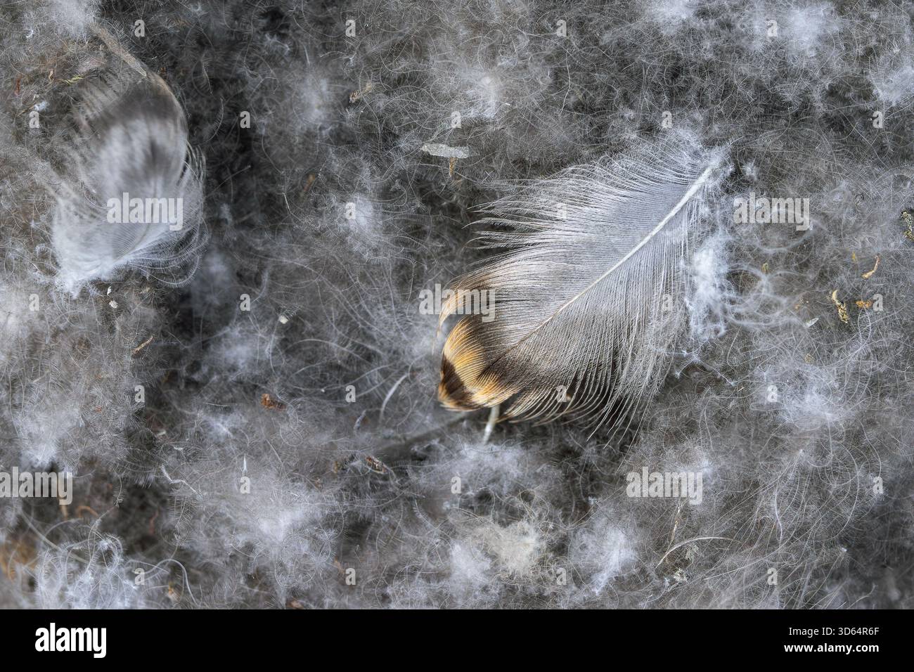 Nahaufnahme von Eiderdaunenfedern, weichen flauschigen Daunenfedern der gewöhnlichen Eiderente (Somateria mollissima) im Nest Stockfoto