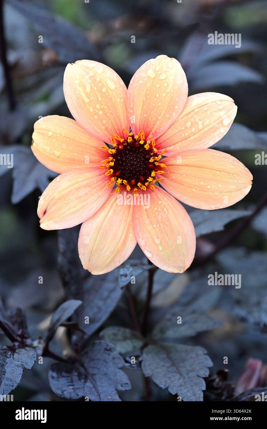 Aprikose einzelne Herbstblume und lila Laub von Dahlia Hadrian's Sunset UK Garden November Stockfoto