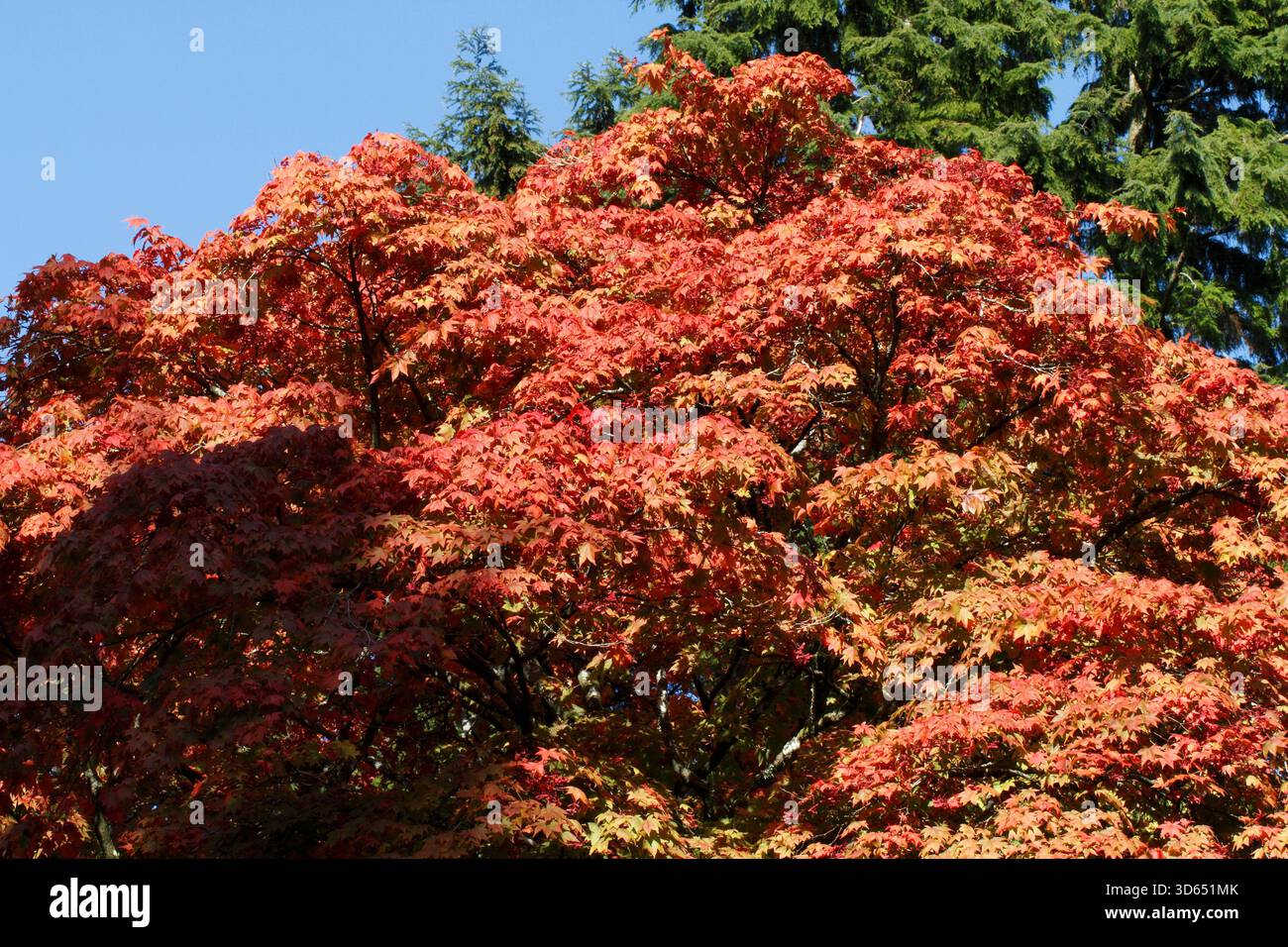 Acer Palmatum „Sango kaku“ Herbstfarben. Stockfoto