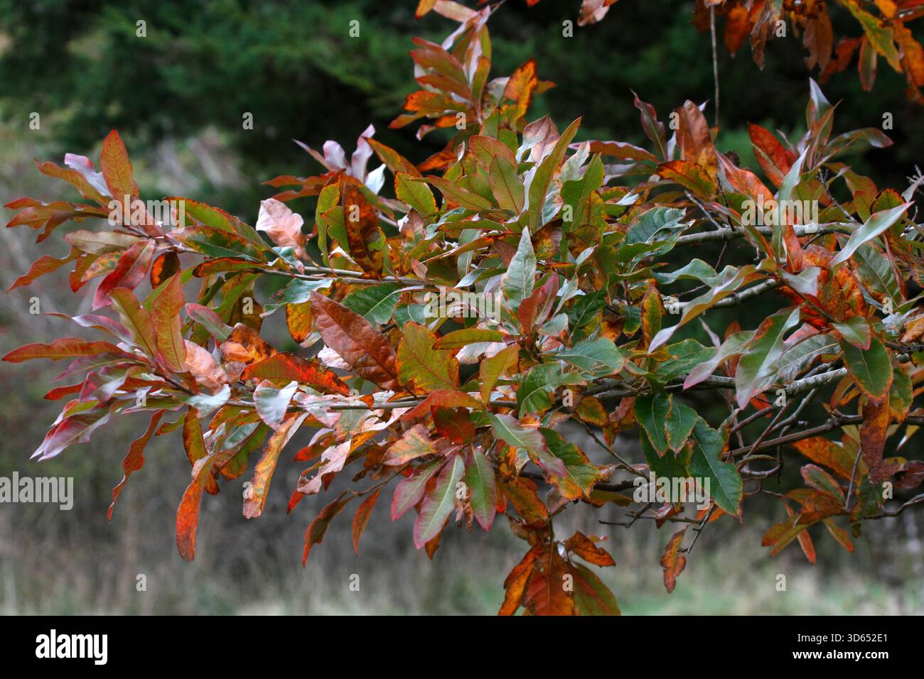 Quercus imbricaria oder Schindeleiche – Herbstfarbe Stockfoto