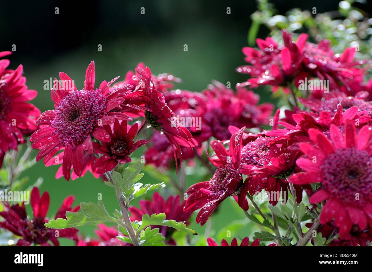 Es ist ein großer, dicker Baumstamm mit tief gefurchter Rinde abgebildet. Aus dem Stamm entsteht ein winziger Zweig mit einem einzigen grünen Blatt, der das Massiv kontrastiert Stockfoto