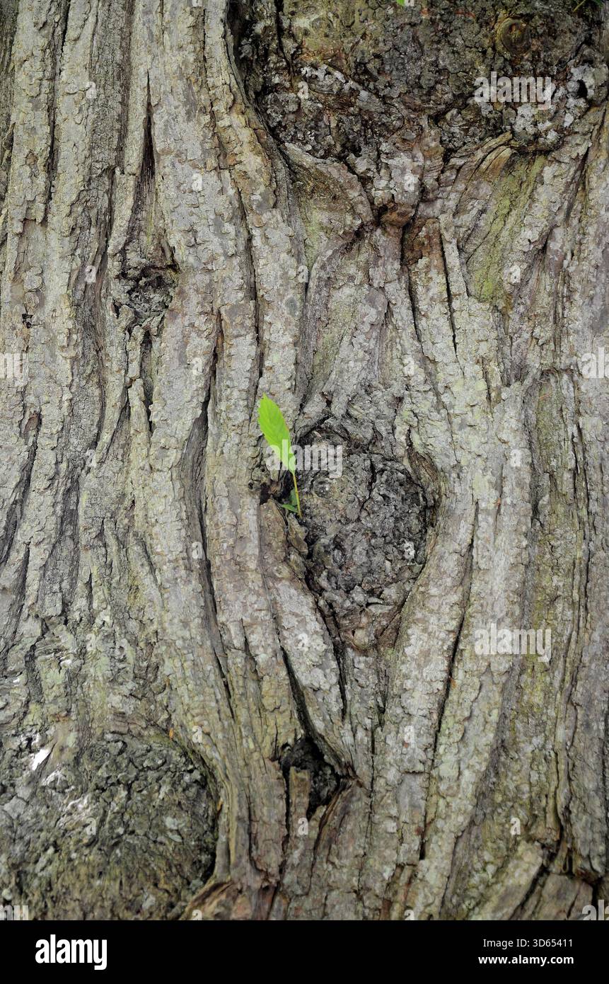 Es ist ein großer, dicker Baumstamm mit tief gefurchter Rinde abgebildet. Aus dem Stamm entsteht ein winziger Zweig mit einem einzigen grünen Blatt, der das Massiv kontrastiert Stockfoto