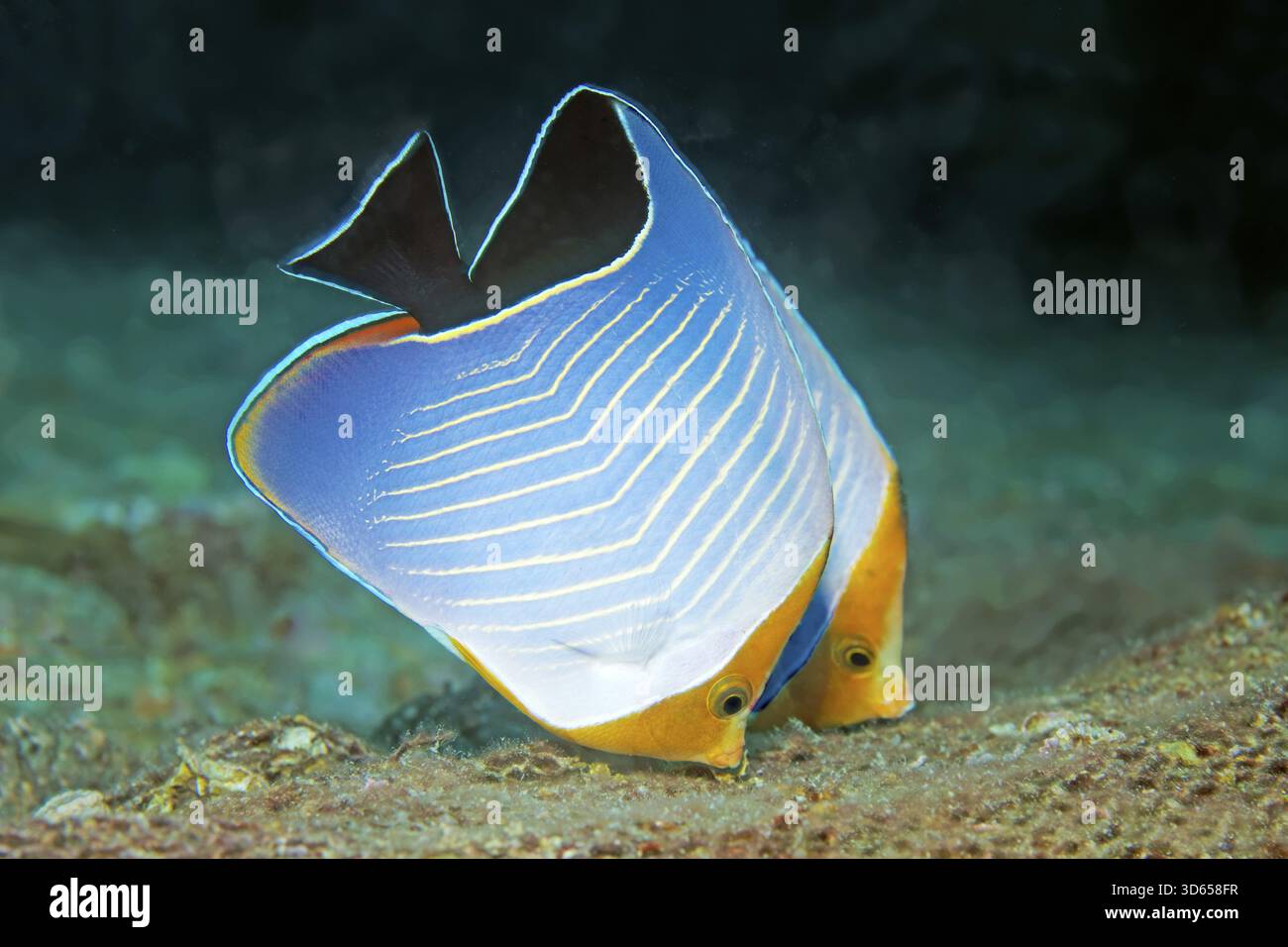 Ein Paar rothaariger Schmetterlingsfische (Chaetodon larvatus) auf dem Wrack der SS Turkya, Golf von Suez, Rotes Meer, Ägypten Stockfoto