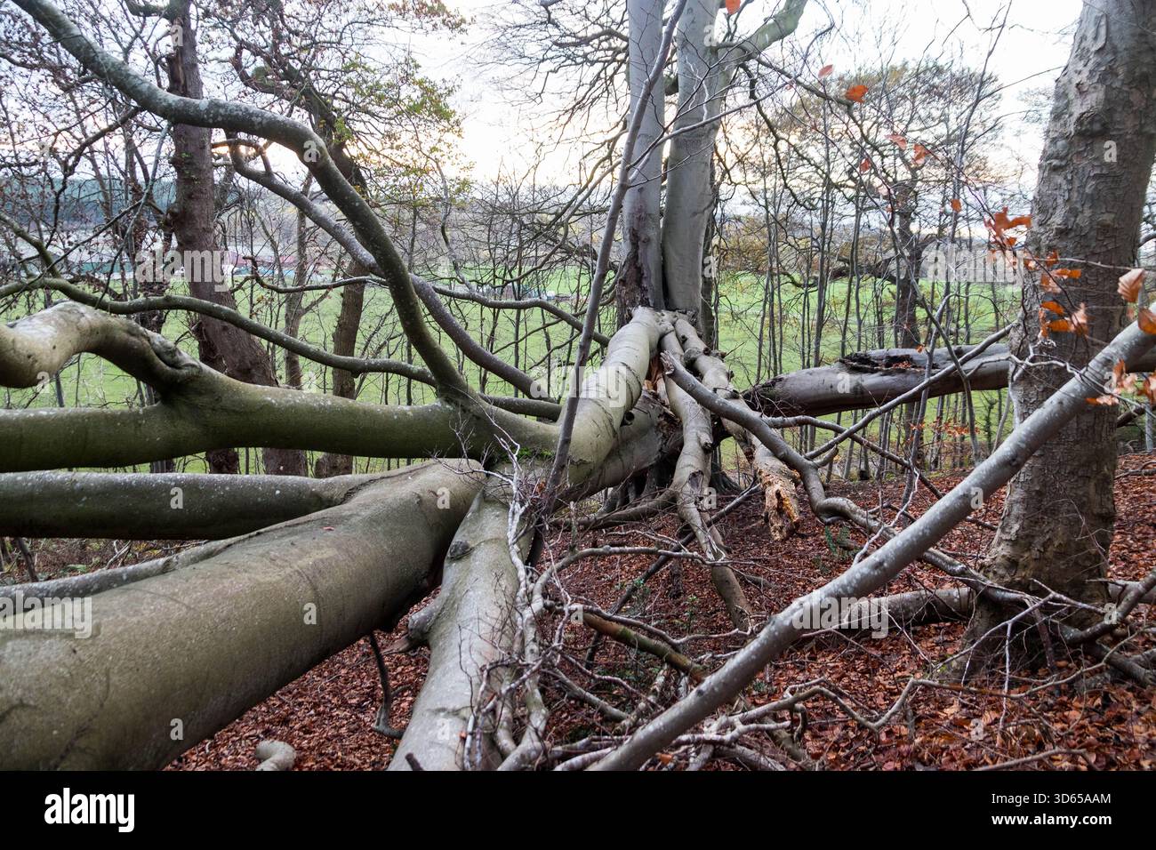 Ein umgestürzter Baum in einem Wald Stockfoto