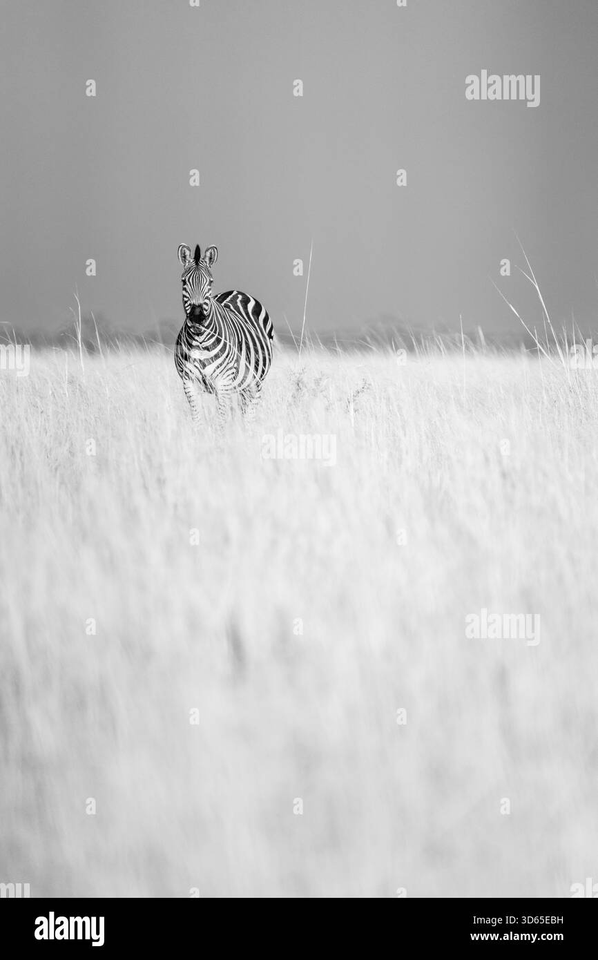 Schwarzweiß-Zebra-Porträt. Das wilde Tier steht in diesem vertikalen Bild im Grasland. Hwange-Nationalpark, Zimabwe, Afrika Stockfoto