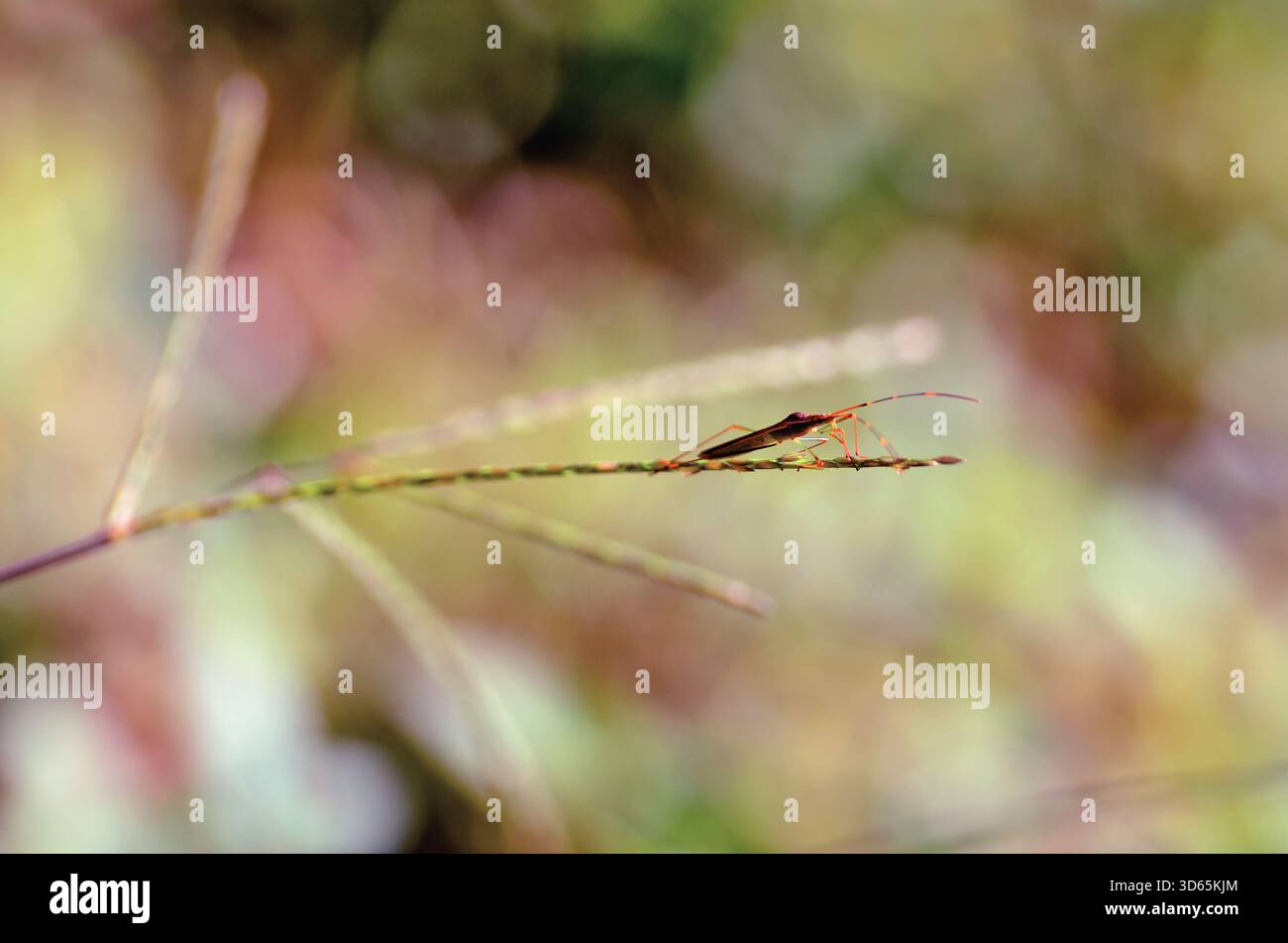 Nahaufnahme einer Reisohrenkäfer (Leptocorisa oratoria) an einer Pflanze vor einem unscharfen Hintergrund, West-Java, Indonesien Stockfoto