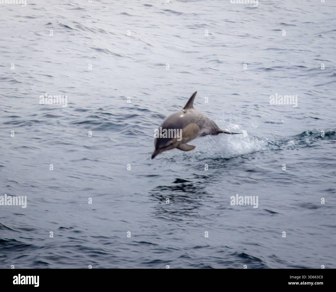 Eine kleine Gruppe von Kurzschnabeldelfinen, die aus dem ruhigen irischen Meer springen und zurück nach Liverpool segeln. Stockfoto