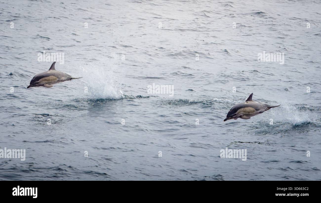 Eine kleine Gruppe von Kurzschnabeldelfinen, die aus dem ruhigen irischen Meer springen und zurück nach Liverpool segeln. Stockfoto