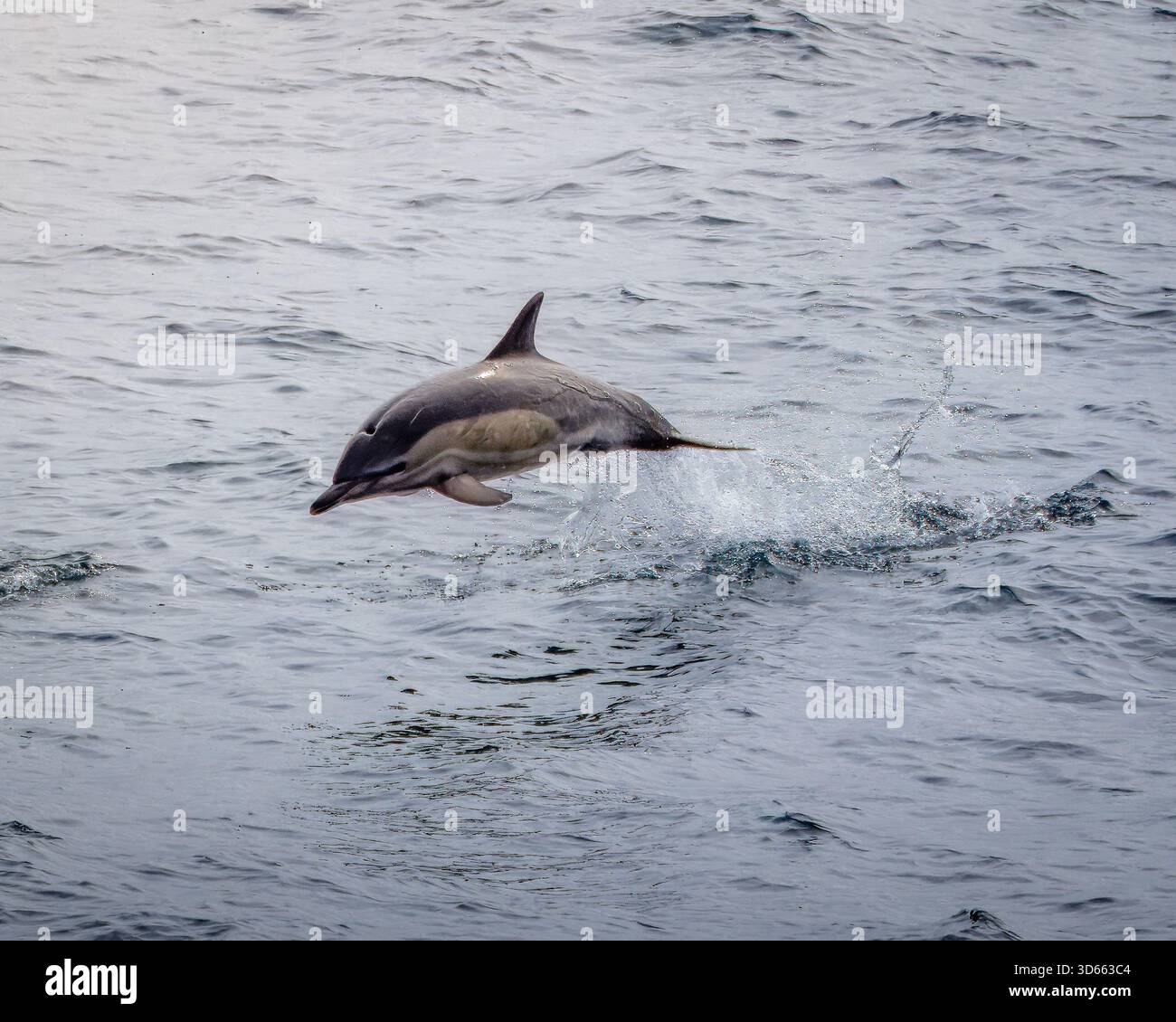 Eine kleine Gruppe von Kurzschnabeldelfinen, die aus dem ruhigen irischen Meer springen und zurück nach Liverpool segeln. Stockfoto