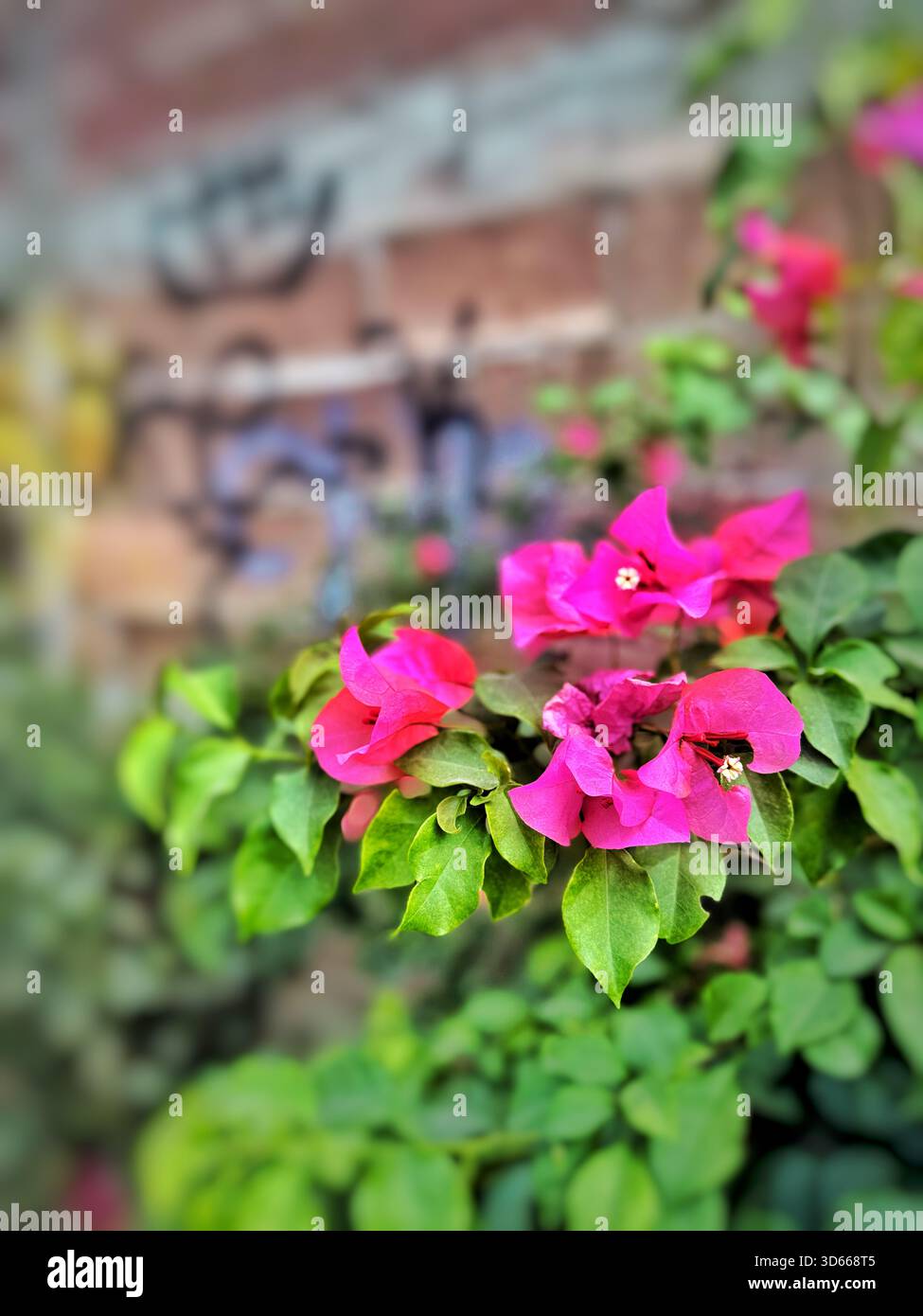 Leuchtend rosa Bougainvillea Blüten in voller Blüte wachsen vor einem bunten Graffired Backsteinmauerhintergrund - Smartphone-aufgenommenes Stockfoto