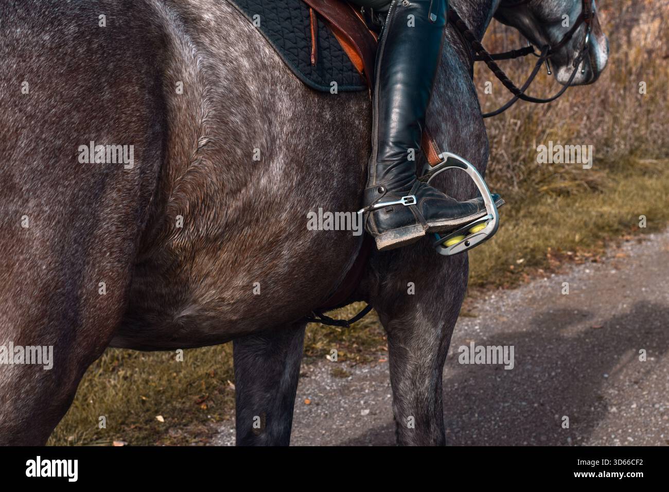 Mittelteil eines Pferdes mit Reiterstiefel, der auf dem Pferd montiert ist, im Steigbügel ruht Stockfoto