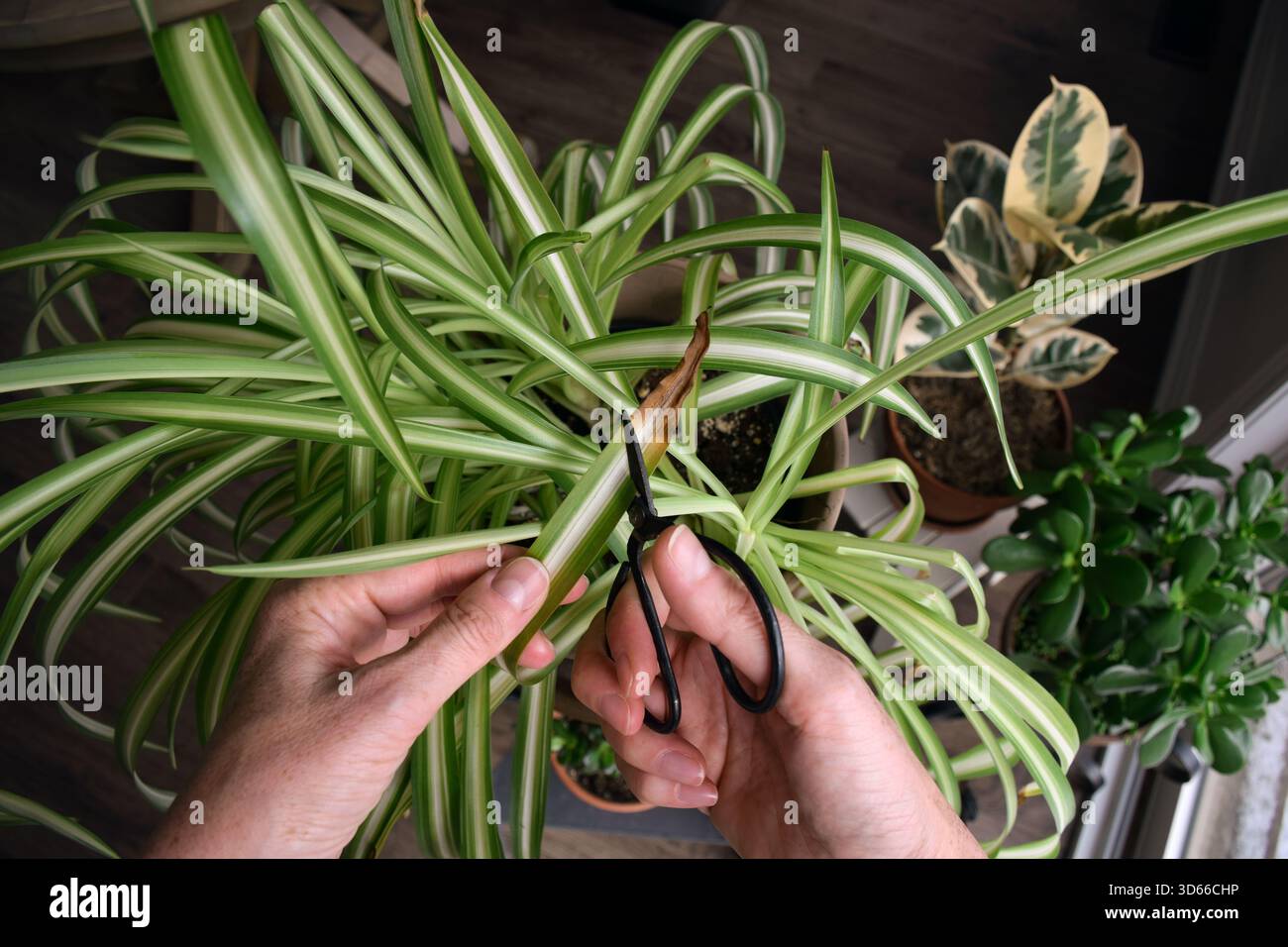 Braune blattspitzen -Fotos und -Bildmaterial in hoher Auflsung  Alamy