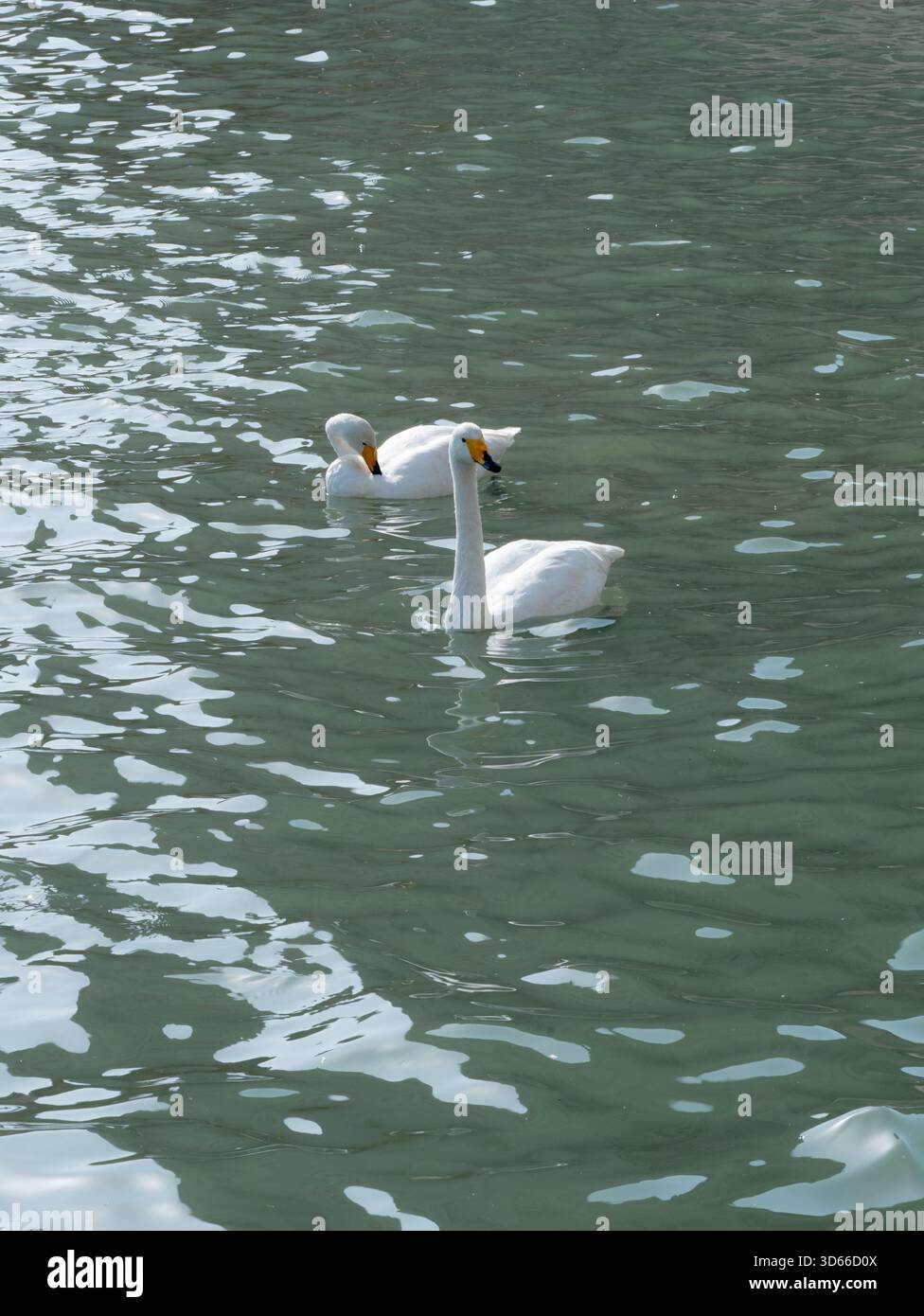 Süße weiße Schwäne schwimmen im grünen See Stockfoto