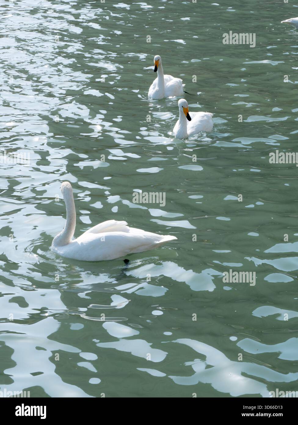 Süße weiße Schwäne schwimmen im grünen See Stockfoto