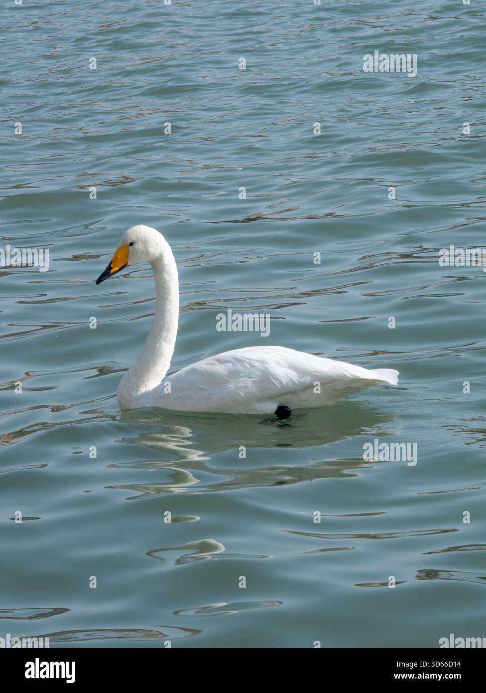 Ein süßer weißer Schwan schwimmt im grünen See Stockfoto