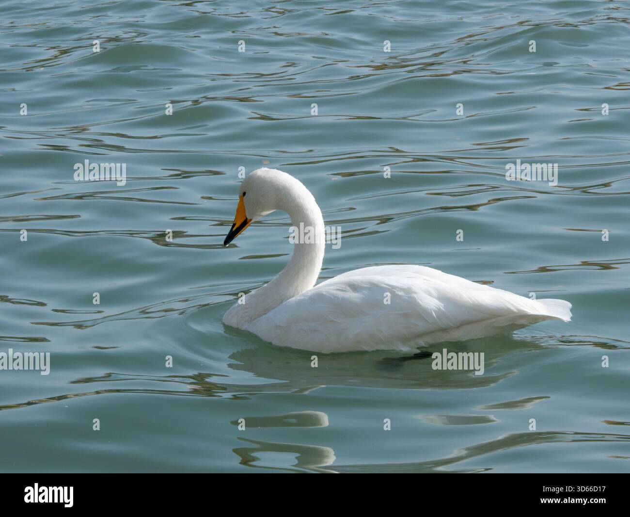 Süße weiße Schwäne schwimmen im grünen See Stockfoto
