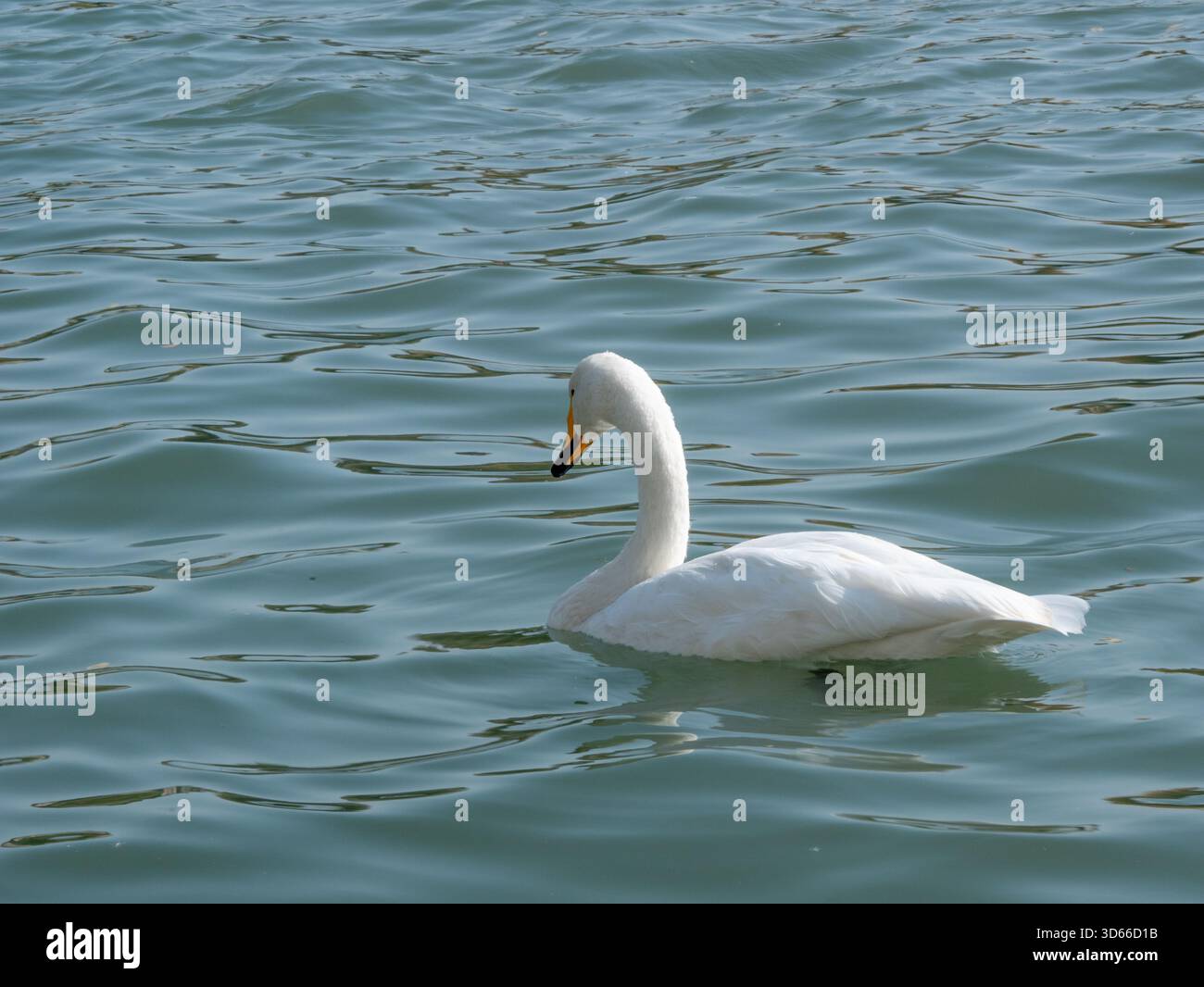 Süße weiße Schwäne schwimmen im grünen See Stockfoto