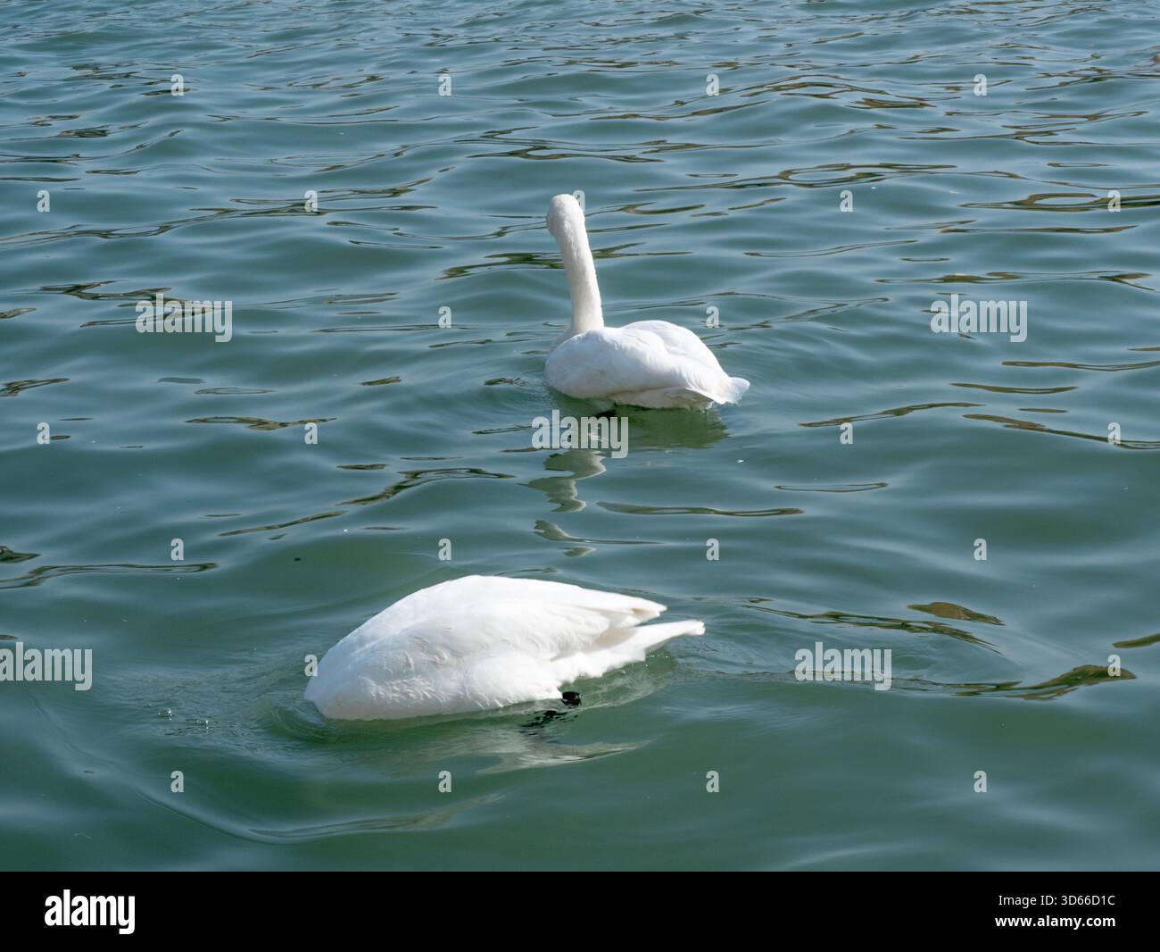 Süße weiße Schwäne schwimmen im grünen See Stockfoto