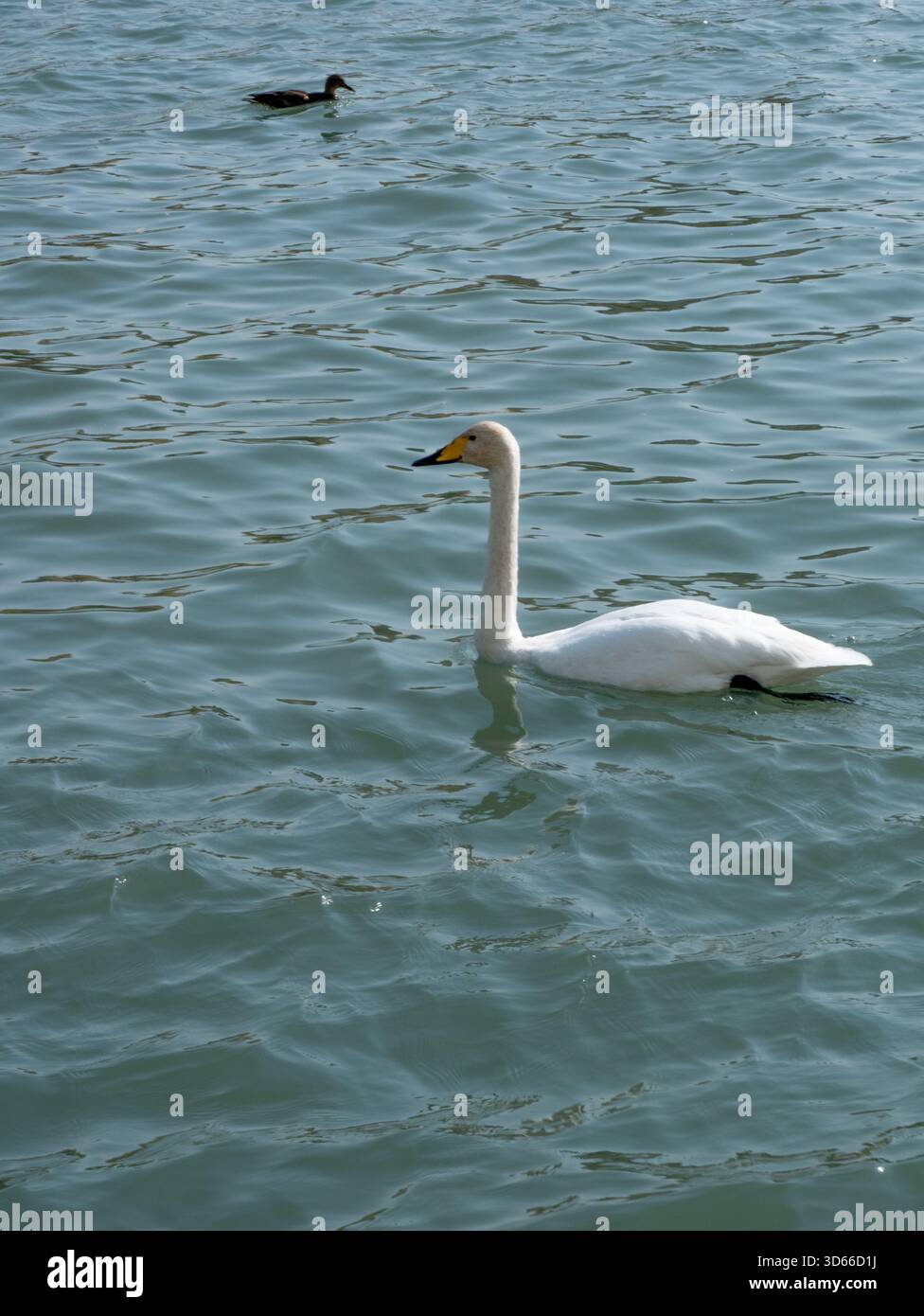 Ein süßer weißer Schwan schwimmt im grünen See Stockfoto