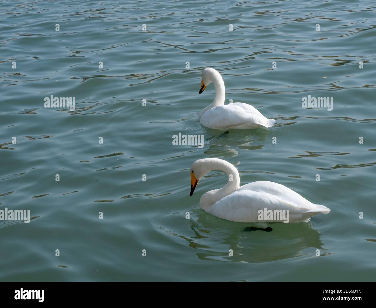 Süße weiße Schwäne schwimmen im grünen See Stockfoto