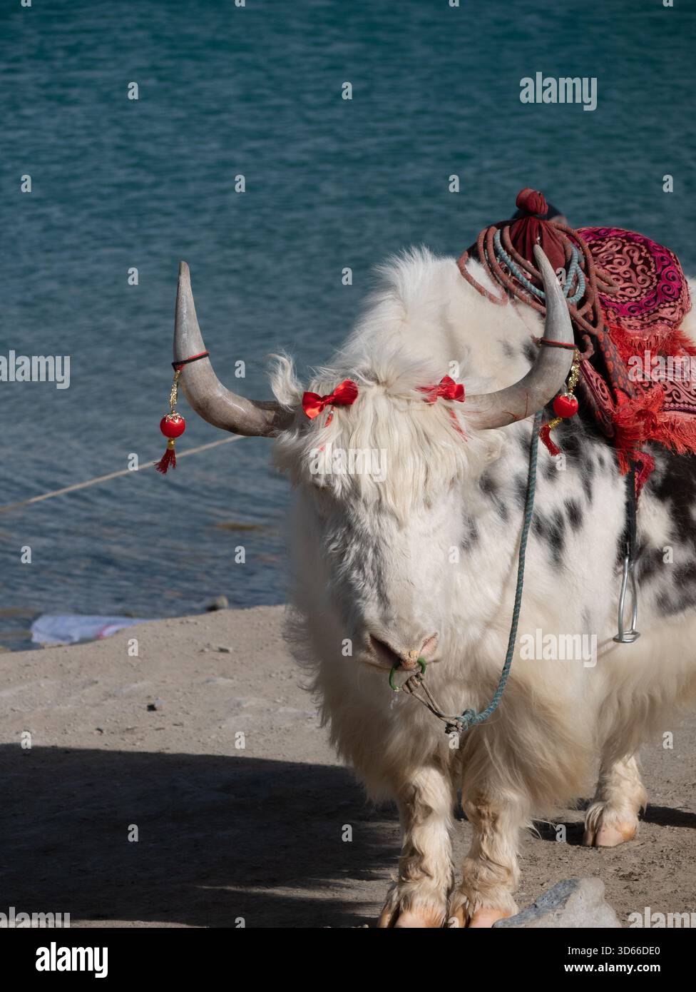 Eine Nahaufnahme eines Yaks mit einem roten Kissen an einem blauen See Stockfoto
