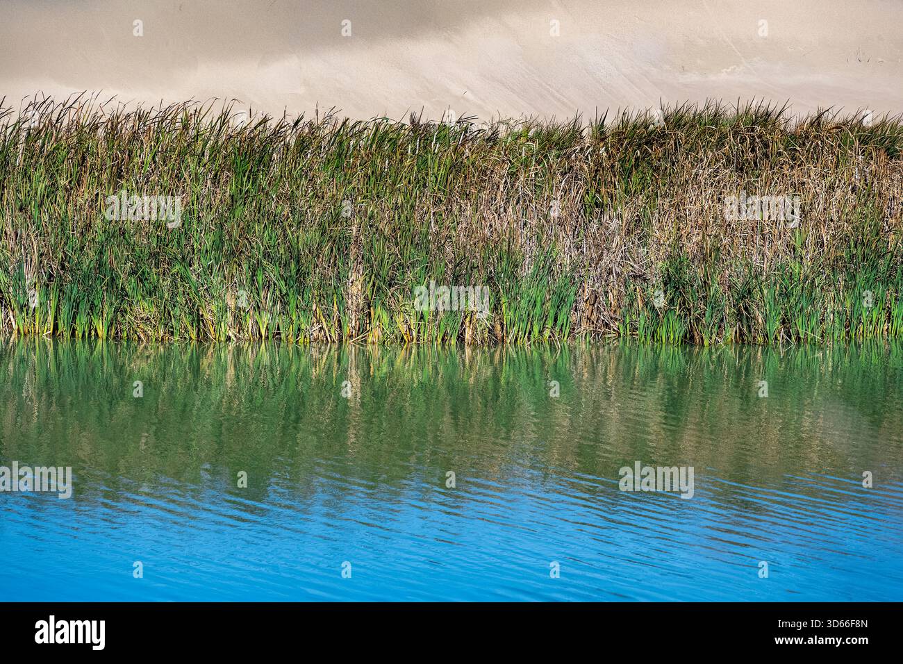 Nahaufnahme von Pflanzen, die entlang des Wassers in der Abbotts Lagoon an der Nordwestküste von Point Reyes, Kalifornien, wachsen Stockfoto