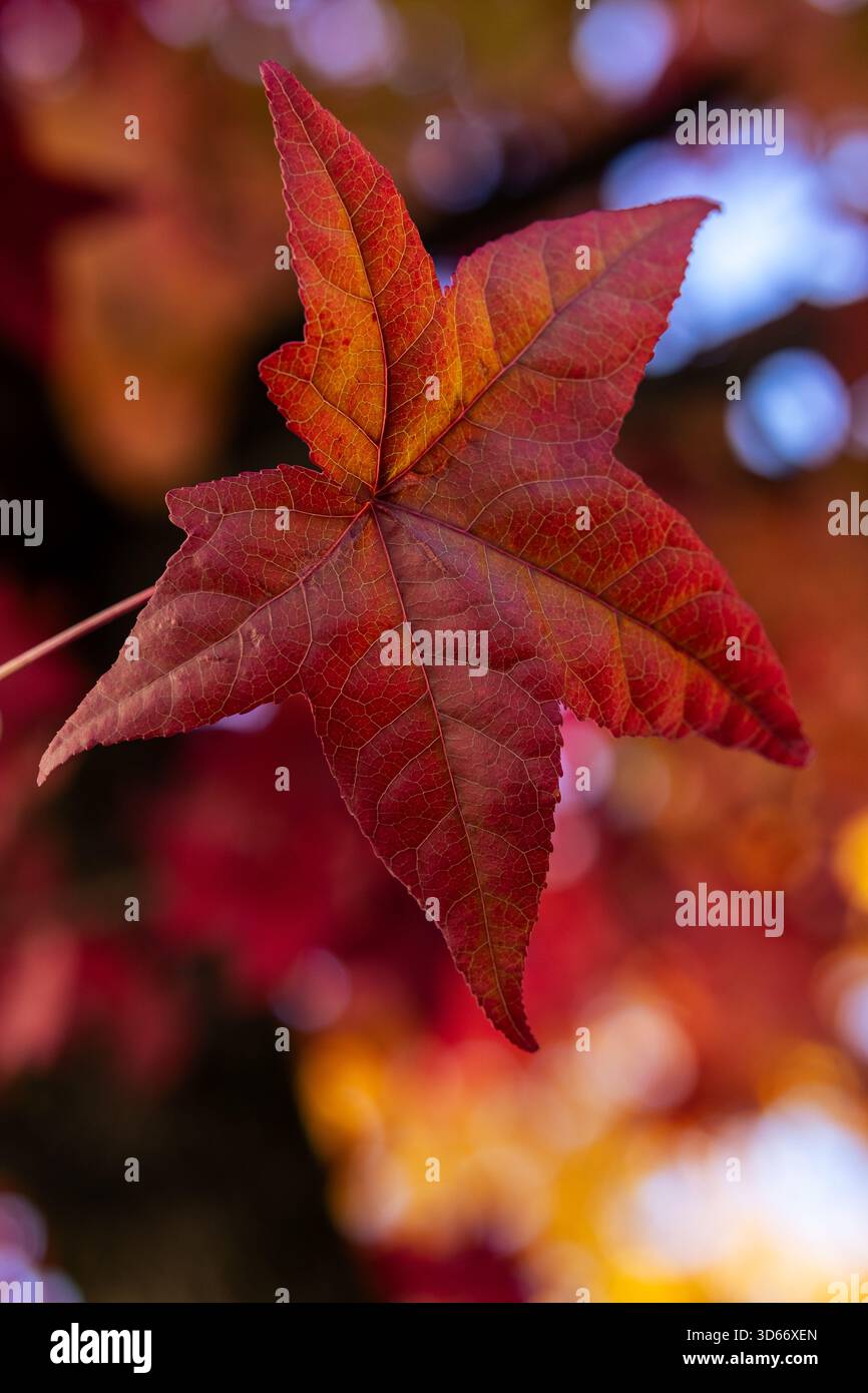 Das Foto konzentriert sich auf ein einzelnes, auffälliges rotes Ahornblatt, das seine komplexe Aderstruktur und seine satte Farbe zeigt. Der Hintergrund ist eine weiche Unschärfe von Stockfoto