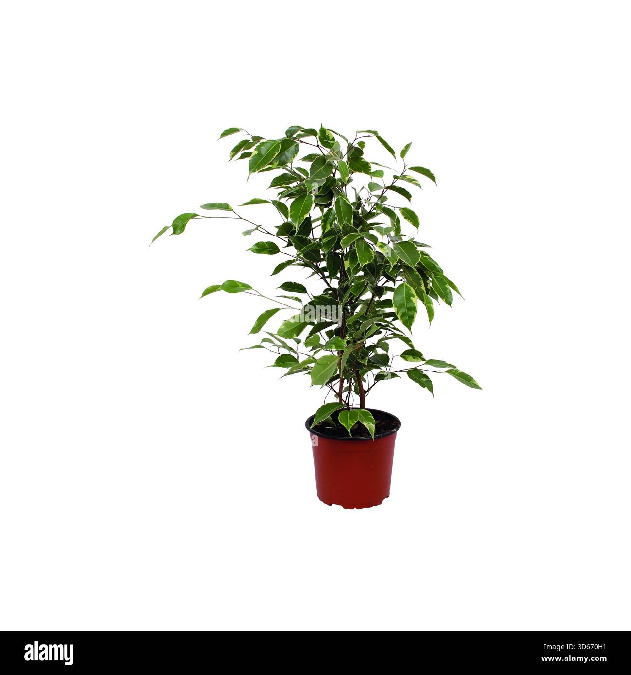 Ficus Golden King variierte Indoor Feng Shui Pflanze in einem roten Topf isoliert auf weißem Hintergrund Stockfoto