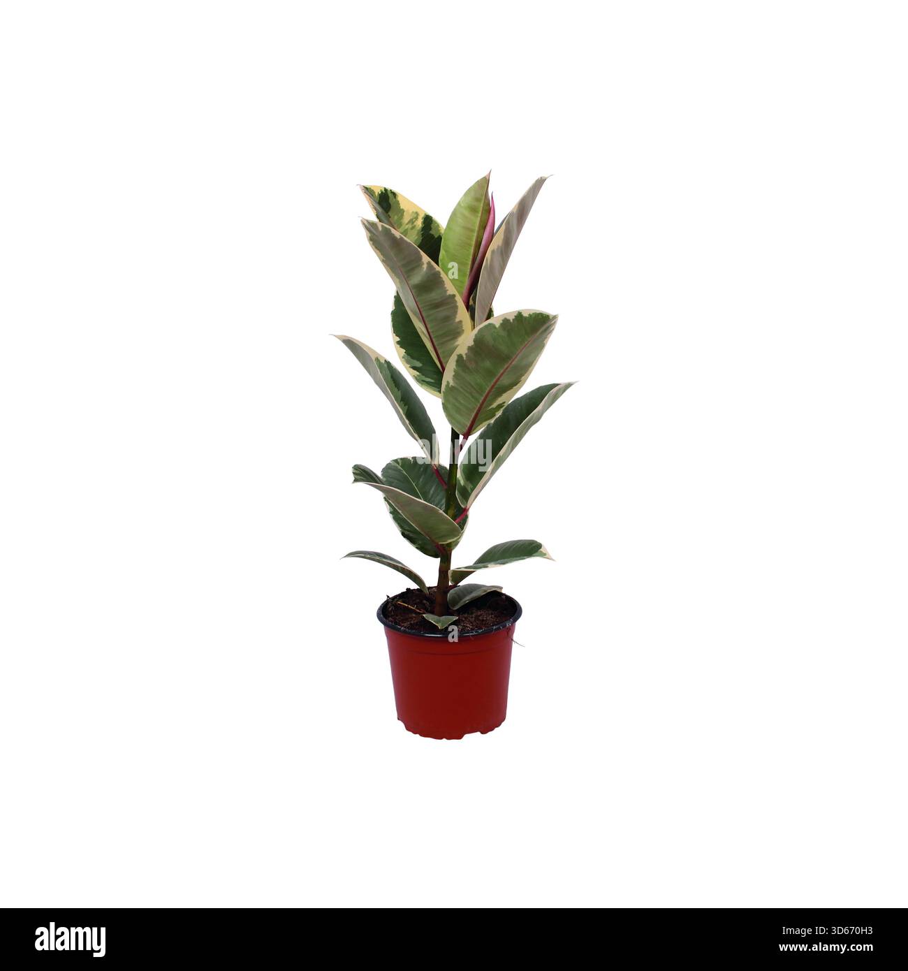Ficus elastica dreifarbige Gummipflanze in einem roten Topf, der als Feng Shui-Kraftwerk verwendet wird, isoliert auf weißem Hintergrund Stockfoto