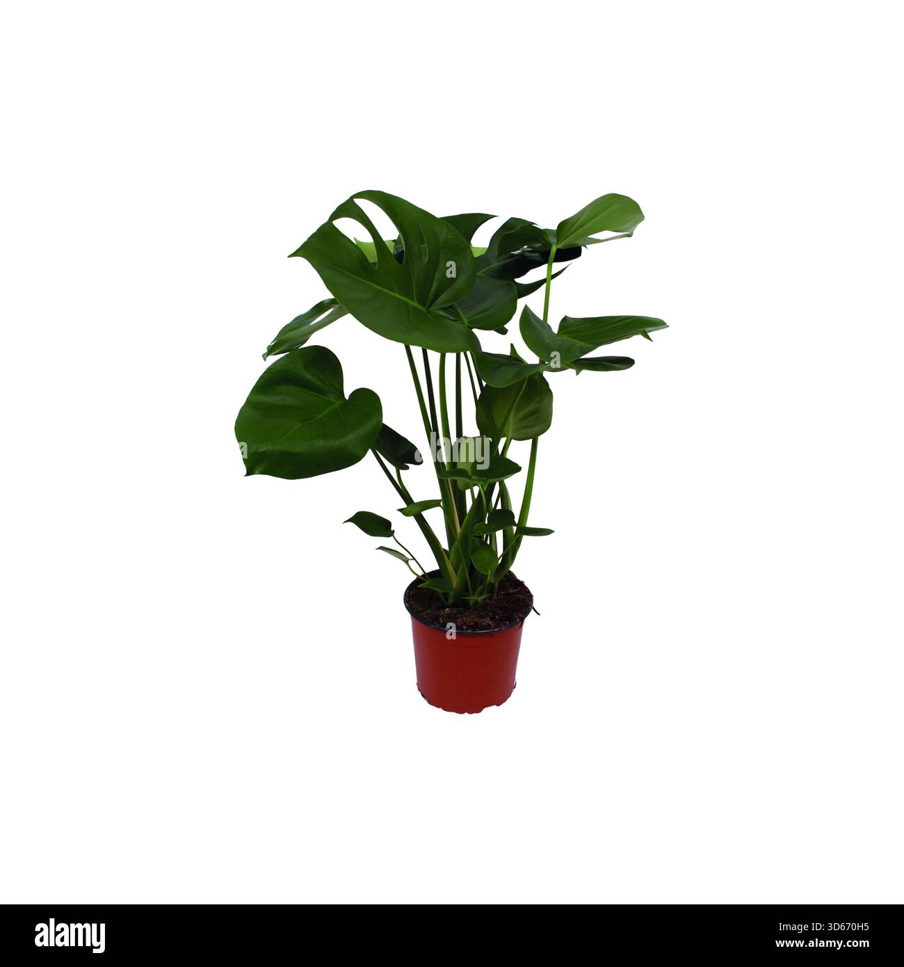 Monstera deliciosa Indoor Feng Shui Pflanze in einem roten Topf isoliert auf weißem Hintergrund Stockfoto