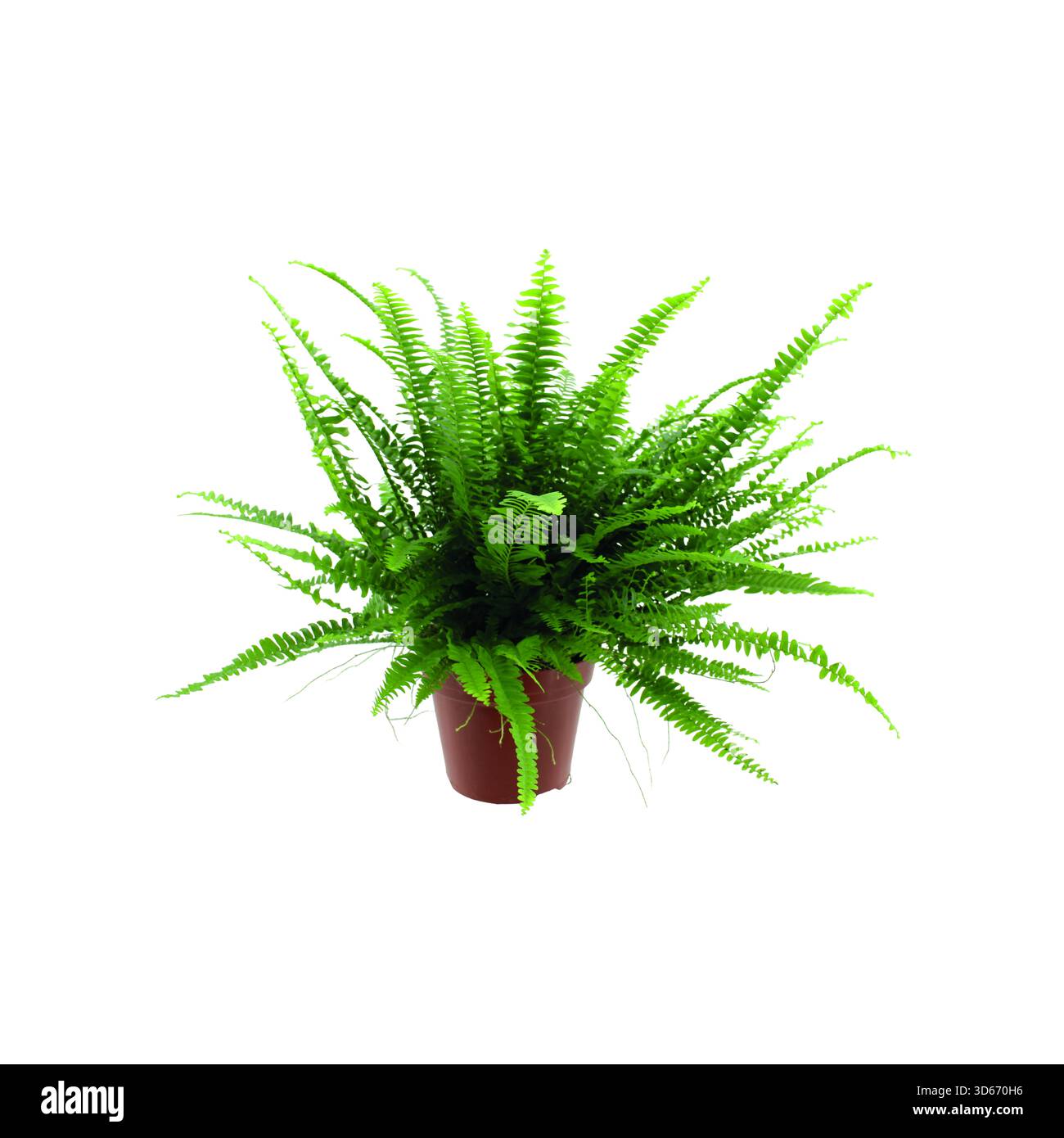Nephrolepis Fern Indoor Feng Shui Pflanze in einem roten Topf isoliert auf weißem Hintergrund Stockfoto