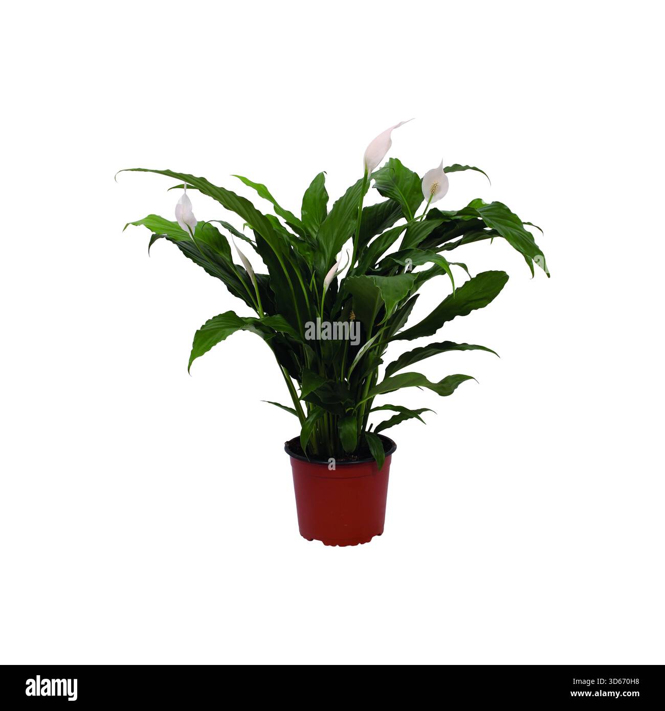 Spathiphyllum Indoor Feng Shui Pflanze in einem roten Topf isoliert auf weißem Hintergrund Stockfoto