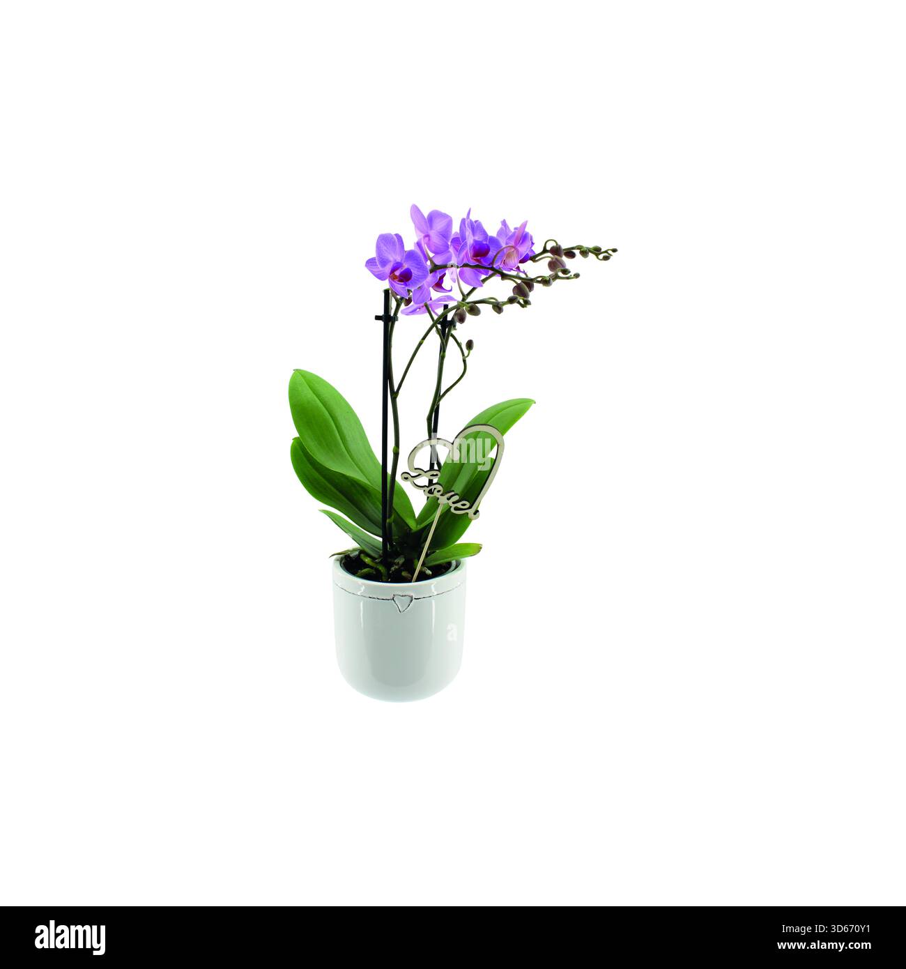 Bunte Phalaenopsis multiflora Orchideen in dekorativen Keramiktöpfen isoliert auf weißem Hintergrund. Nahaufnahme eines Studiofotos eines blühenden Innenhaushaltes Stockfoto