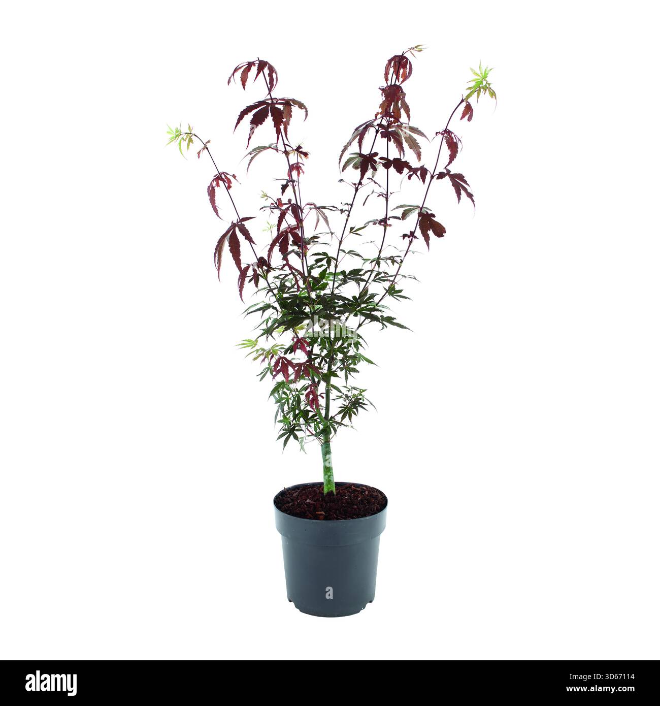 Vergossene Acer palmatum (japanischer Ahorn) Zierpflanzenarten, fotografiert auf einem sauberen weißen Hintergrund, zeigt detailliertes Laub, Farbvariante A Stockfoto