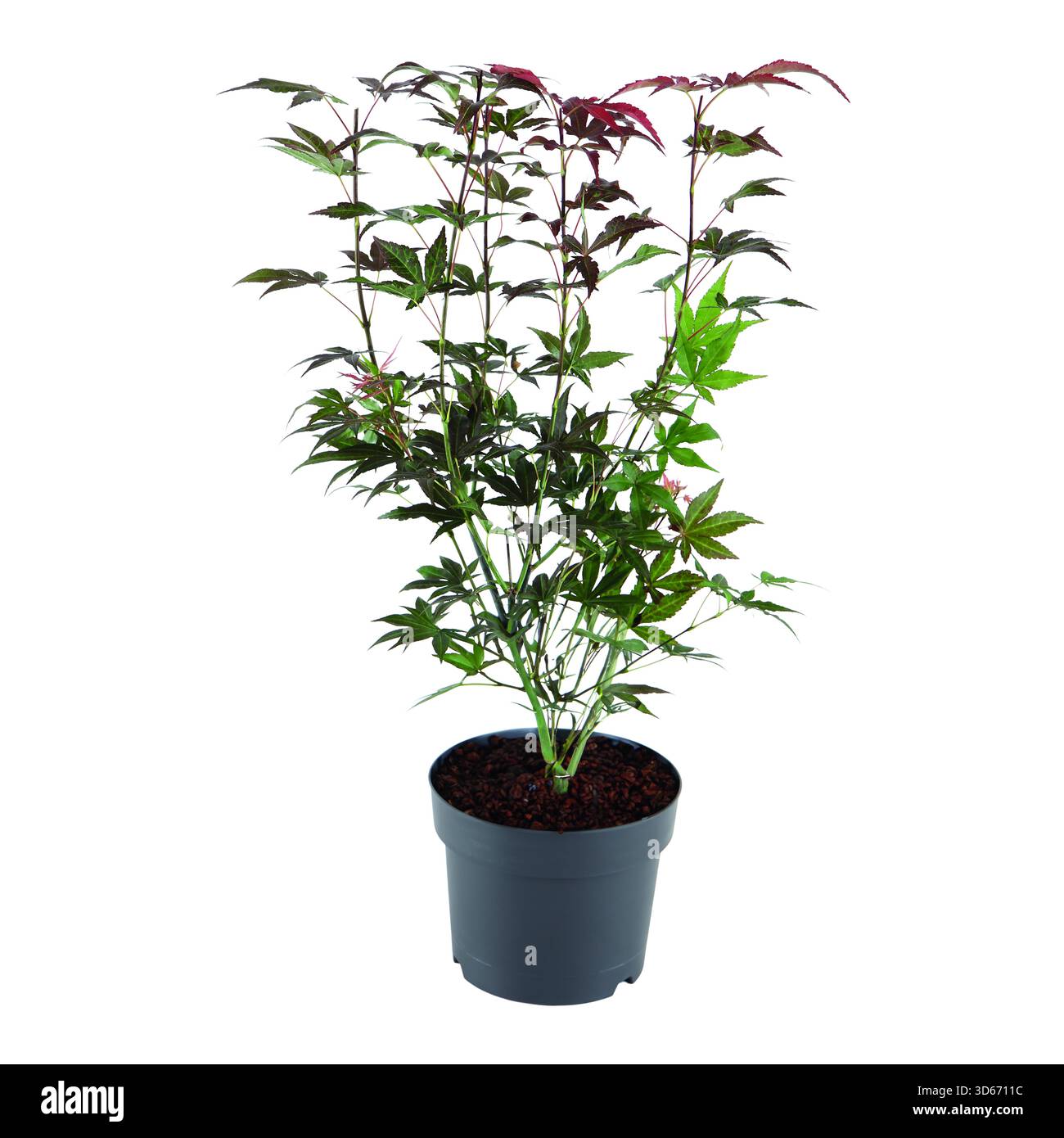 euphorbia ammak variegata Candelabra Euphorbia Ammak - 10