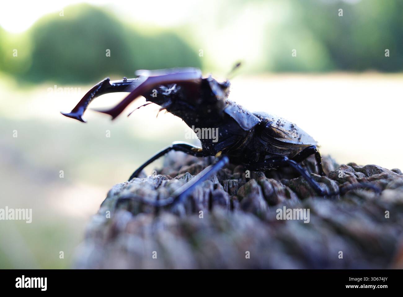 Europäischer Hirschkäfer (Lucanus cervus) auf einem strukturierten, verwitterten Baumstumpf. Seine großen, markanten Unterkiefer sind hervorstehend, ein charakteristisches Merkmal von m Stockfoto