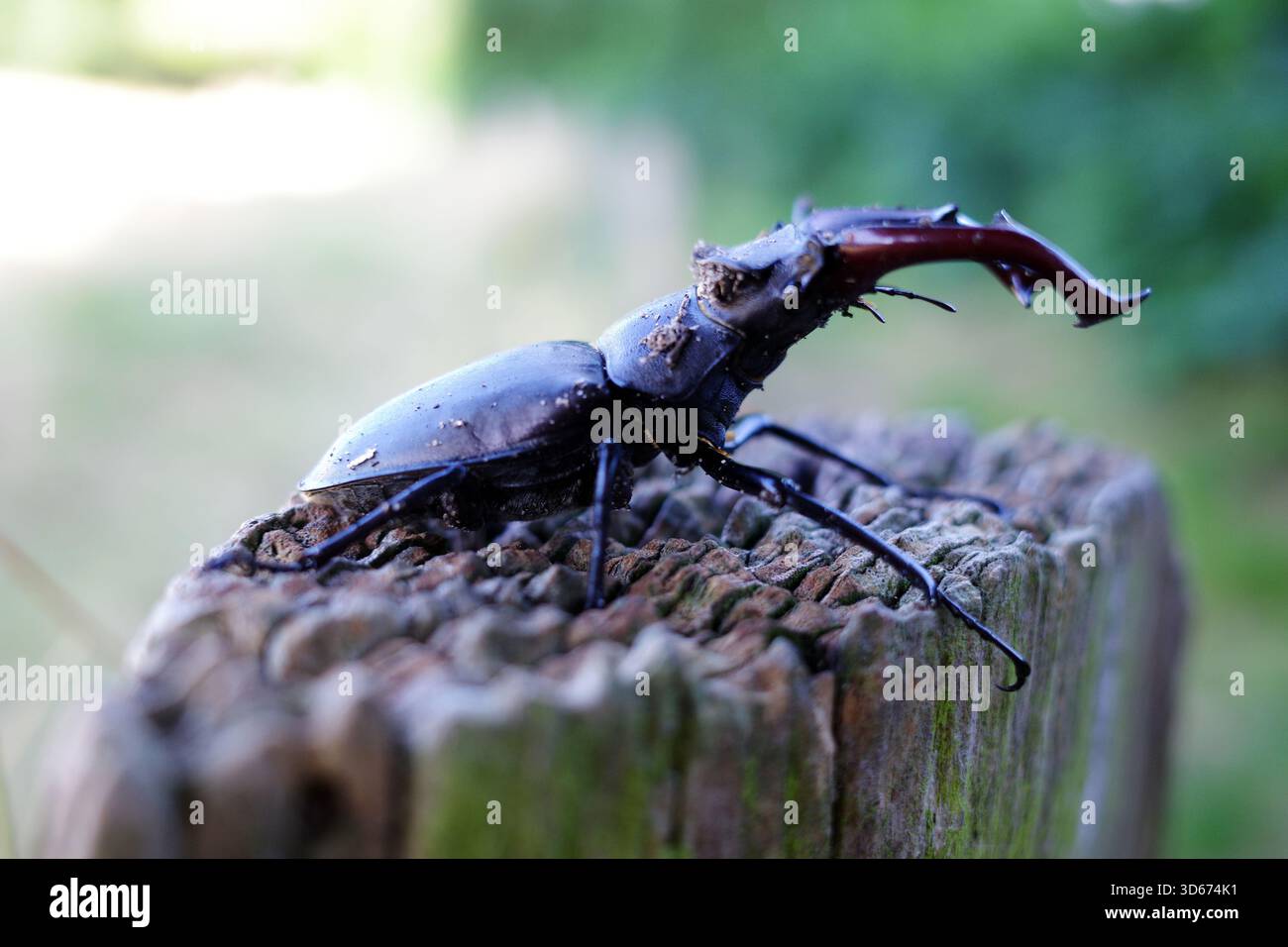 Europäischer Hirschkäfer (Lucanus cervus) auf einem strukturierten, verwitterten Baumstumpf. Seine großen, markanten Unterkiefer sind hervorstehend, ein charakteristisches Merkmal von m Stockfoto