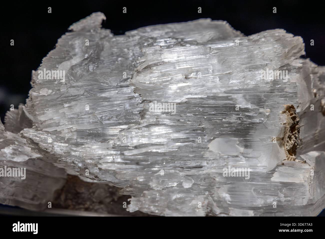 Nahmakro aus satiniertem Gipsmineral, klaren fasrigen Kristallen, die in Schichten ausgerichtet sind und seidenweiche Textur und reflektierende Highlights auf weißer Oberfläche zeigen Stockfoto