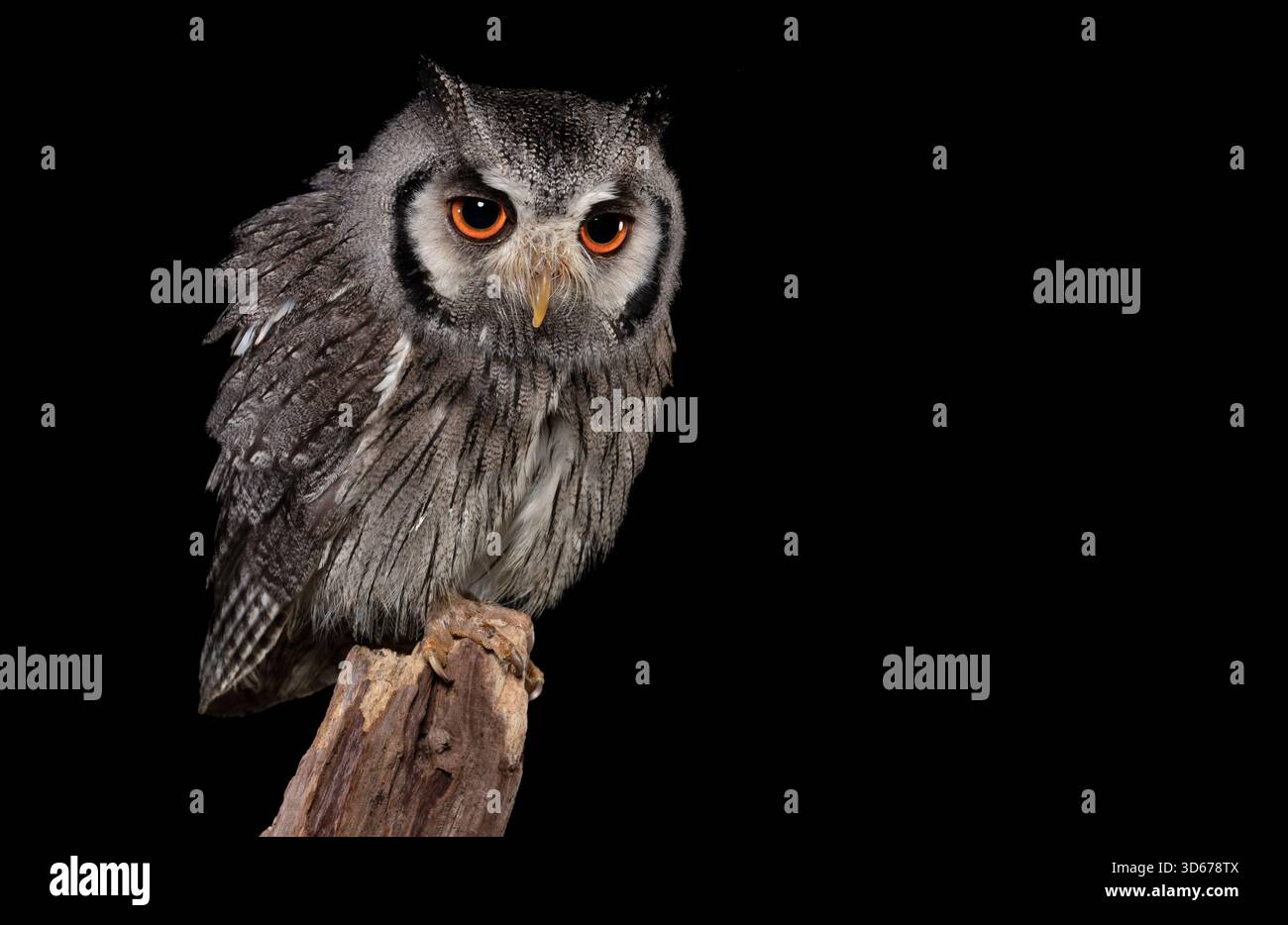 Southern White - Eule konfrontiert Stockfoto