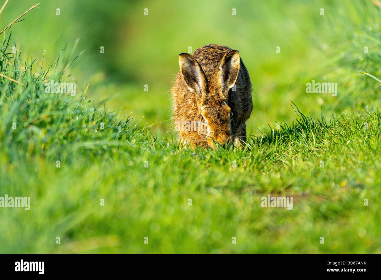 Feldhase auf einem Grasweg sitzend Stockfoto