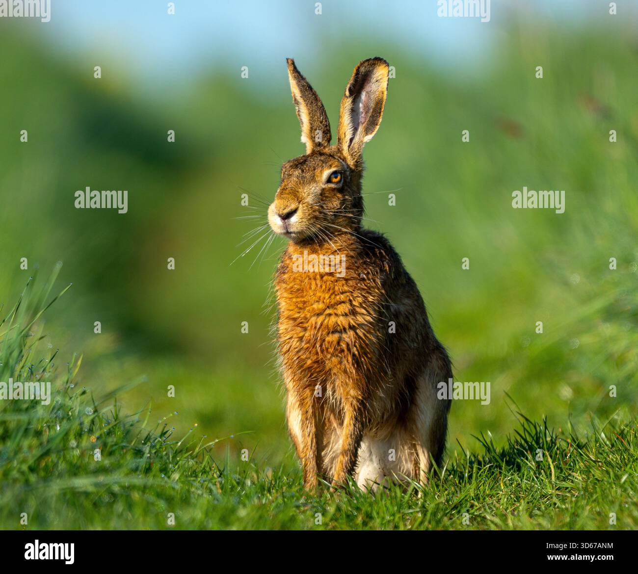 Feldhase auf einem Grasweg sitzend Stockfoto