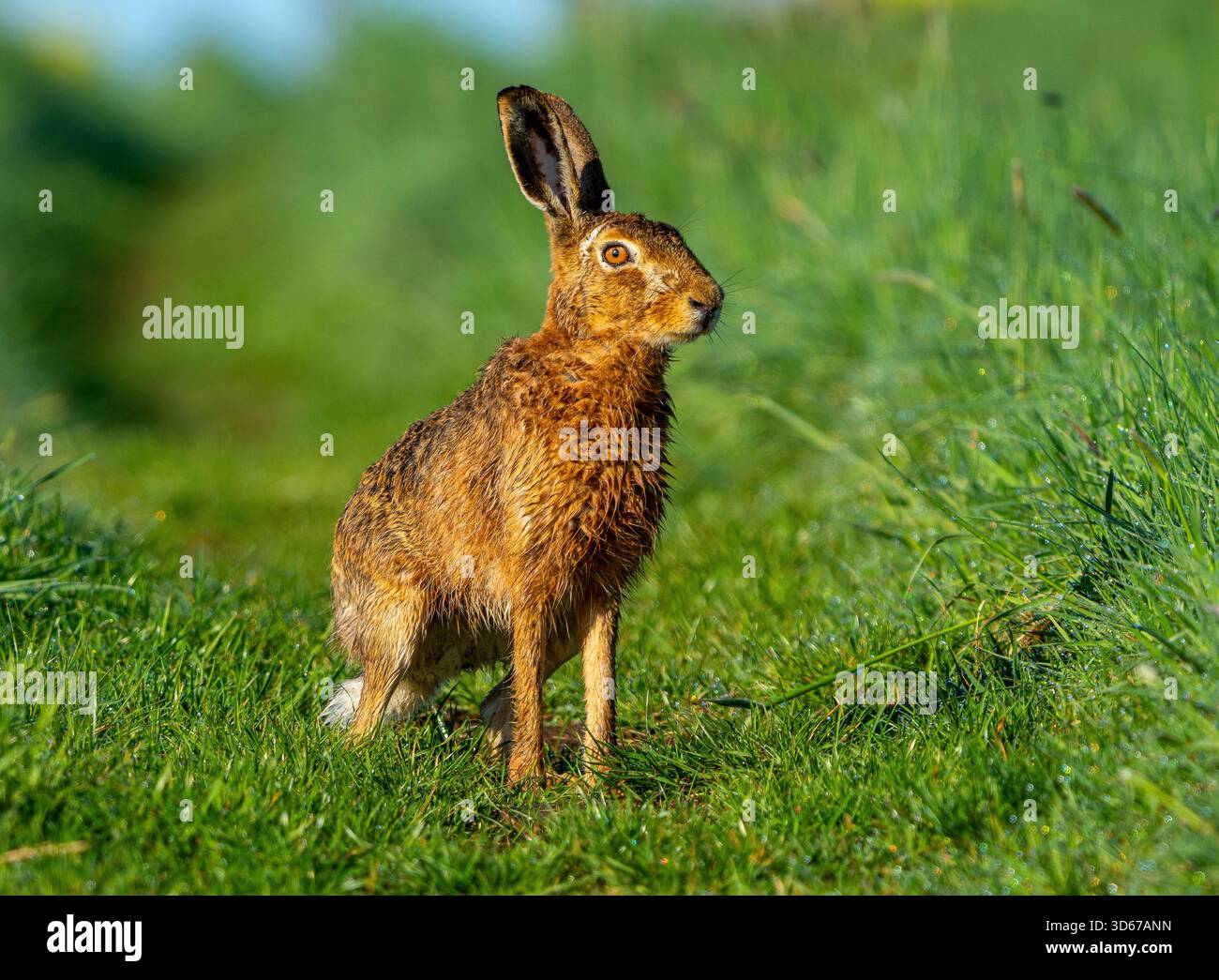 Feldhase auf einem Grasweg sitzend Stockfoto