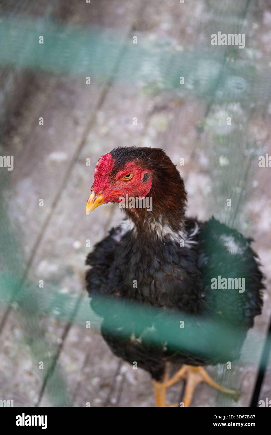 Nahaufnahme eines Huhns in einem umzäunten Gehege auf einem Bauernhof oder einem Tierheim Stockfoto
