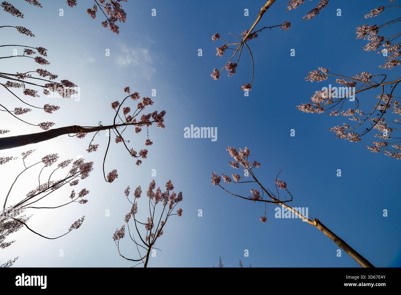 Eine symmetrische, flache Perspektive von vier Paulownia-Ästen mit rosafarbenen Blüten, die einen scharfen Kontrast zum strahlend blauen Himmel und dem strahlend blauen Himmel bilden Stockfoto