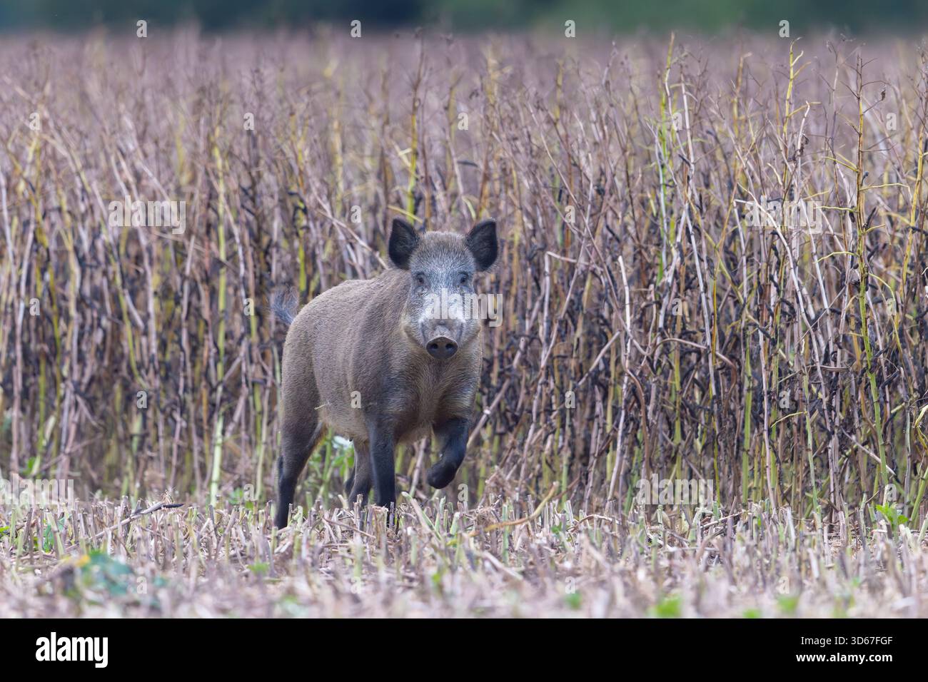 Wildschwein, Sus scrofa, Sau auf einem geernteten Bohnenfeld, Schleswig-Holstein, Deutschland Stockfoto