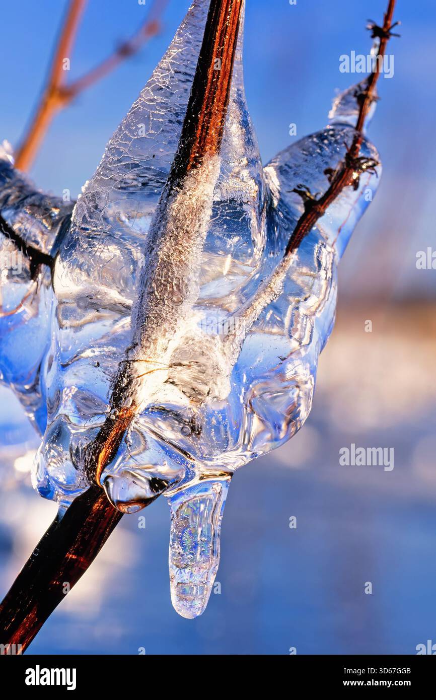 Nahaufnahme an einem eisbedeckten Baumzweig an einem kalten, sonnigen Wintertag Stockfoto