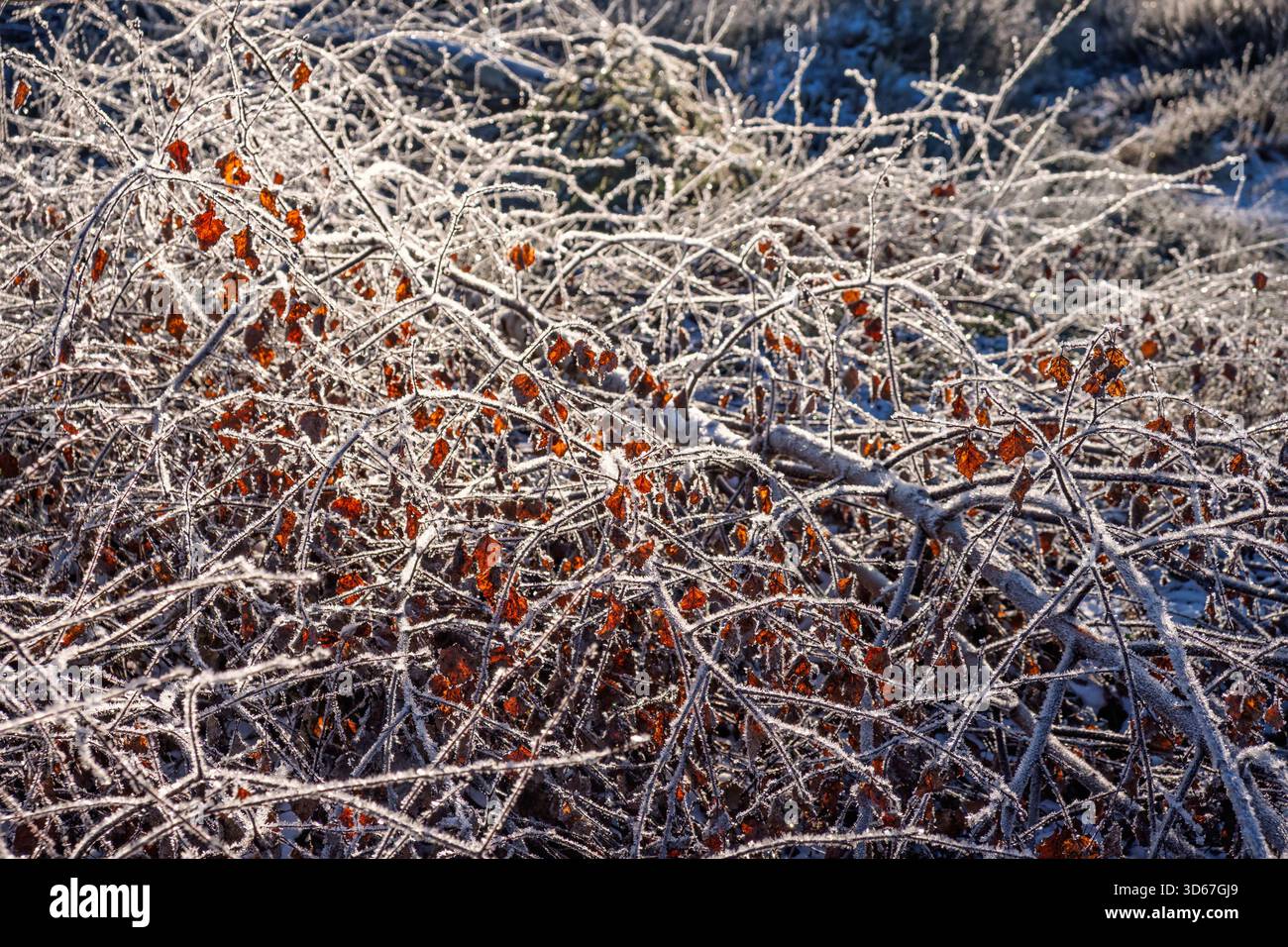 Raureif auf einem umgestürzten Baum mit Herbstlaub Stockfoto